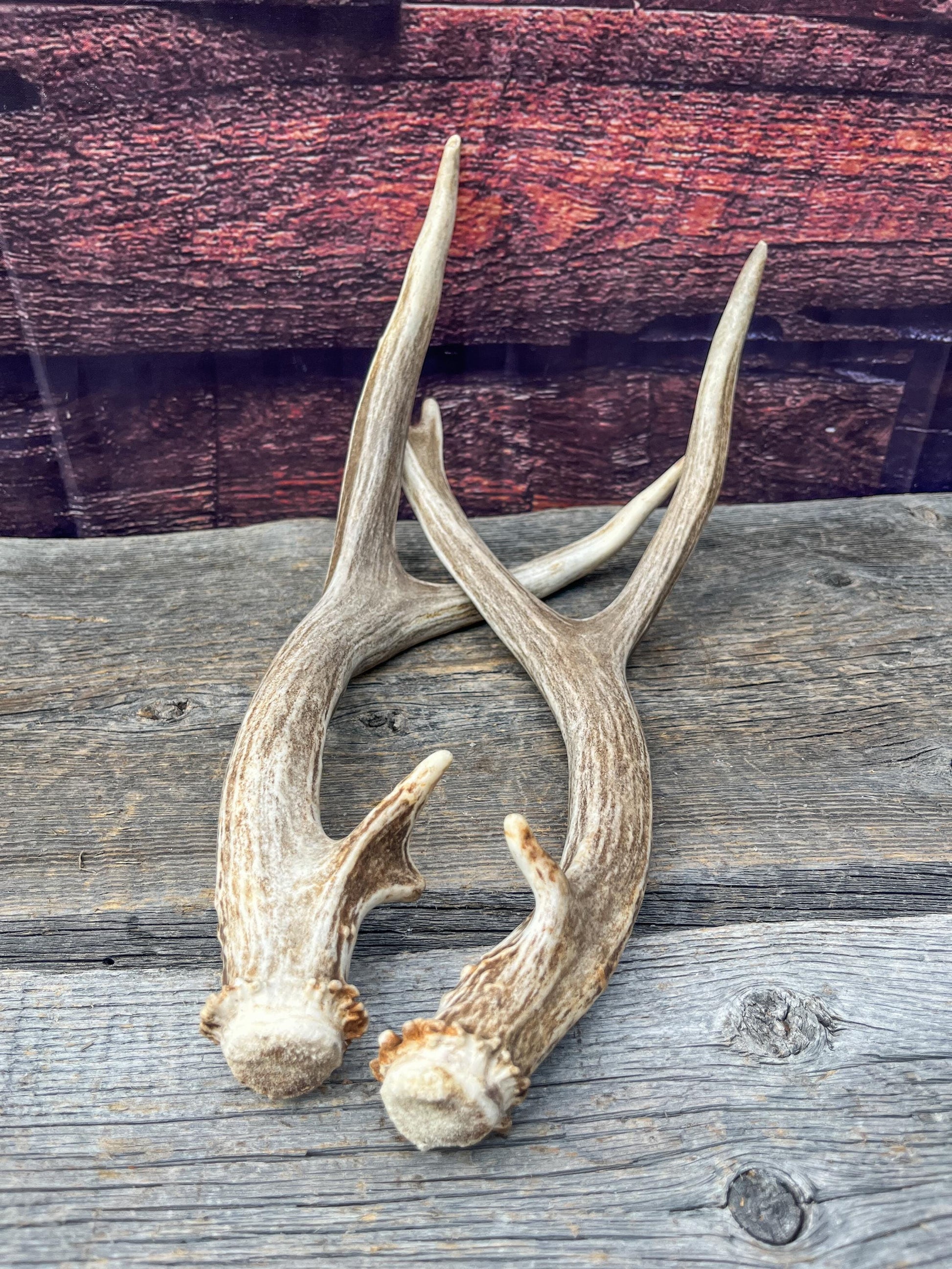 Small Matching Mule Deer Antler Set! Naturally Shed - Ethically Sourced Antlers for Decor, Crafting, Pets and More