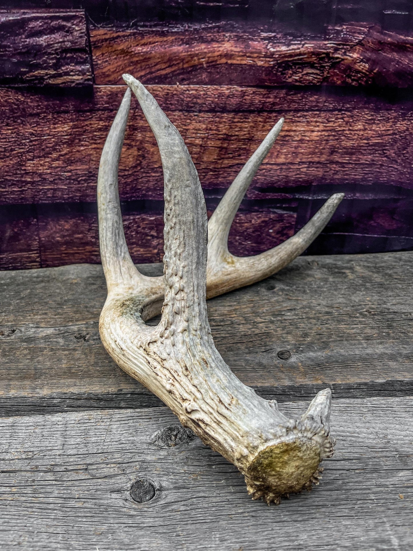 Shed White-tailed Deer Antler - Naturally Shed, Large Wild Deer Antler. for decor, design, crafting and more!