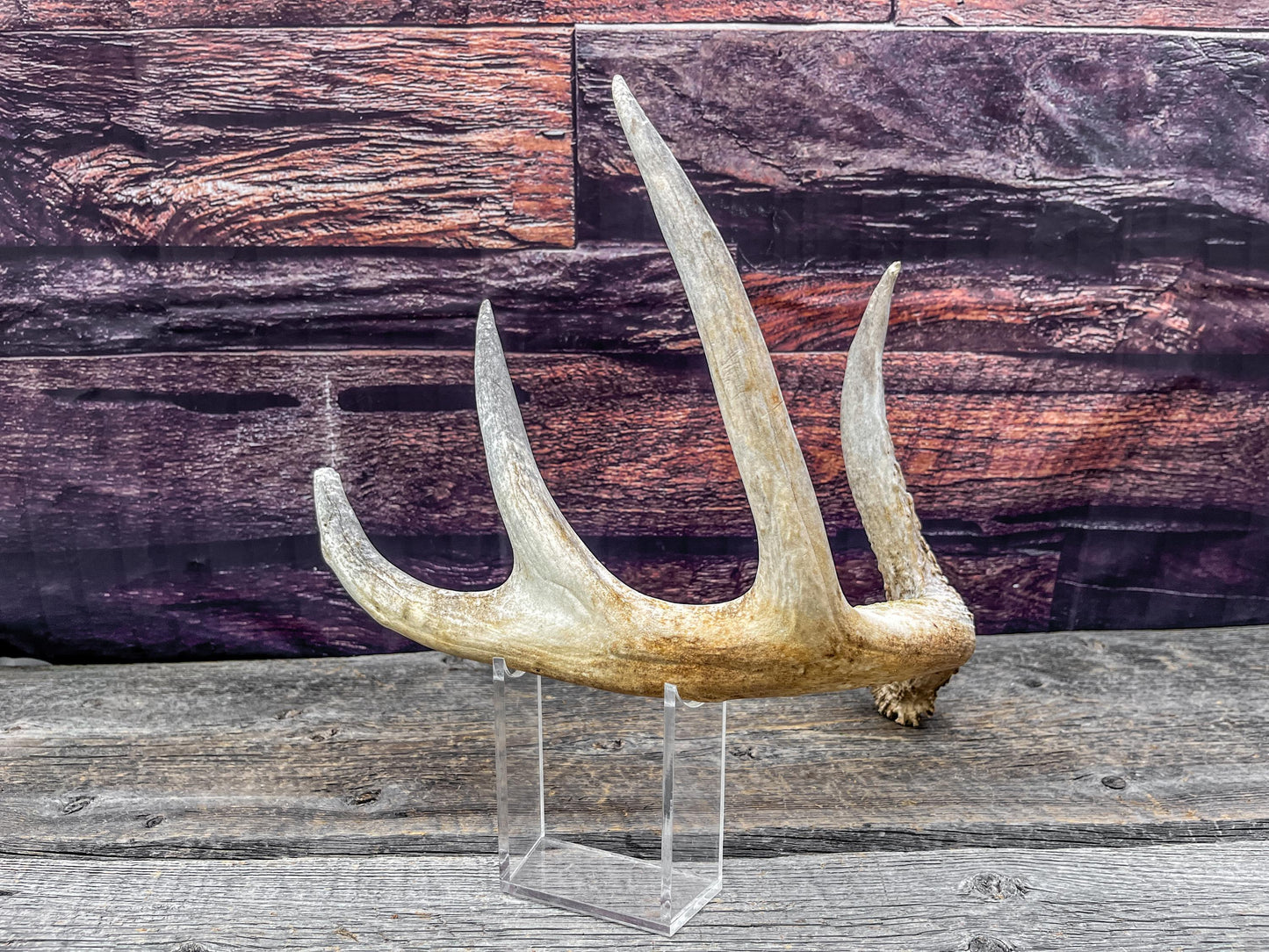 Shed White-tailed Deer Antler - Naturally Shed, Large Wild Deer Antler. for decor, design, crafting and more!