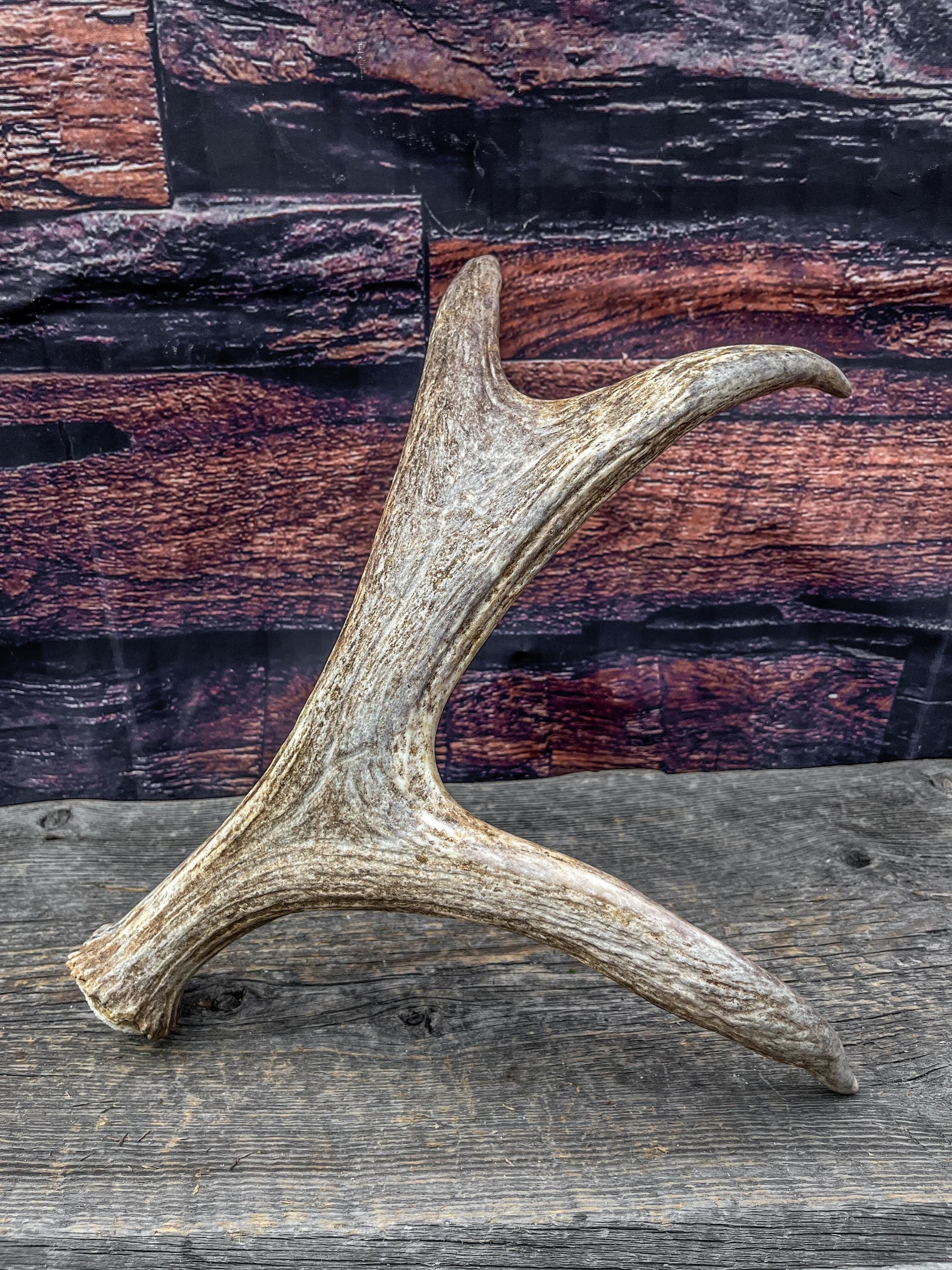 Bull Moose Antler. Fresh. For crafting, decor and more