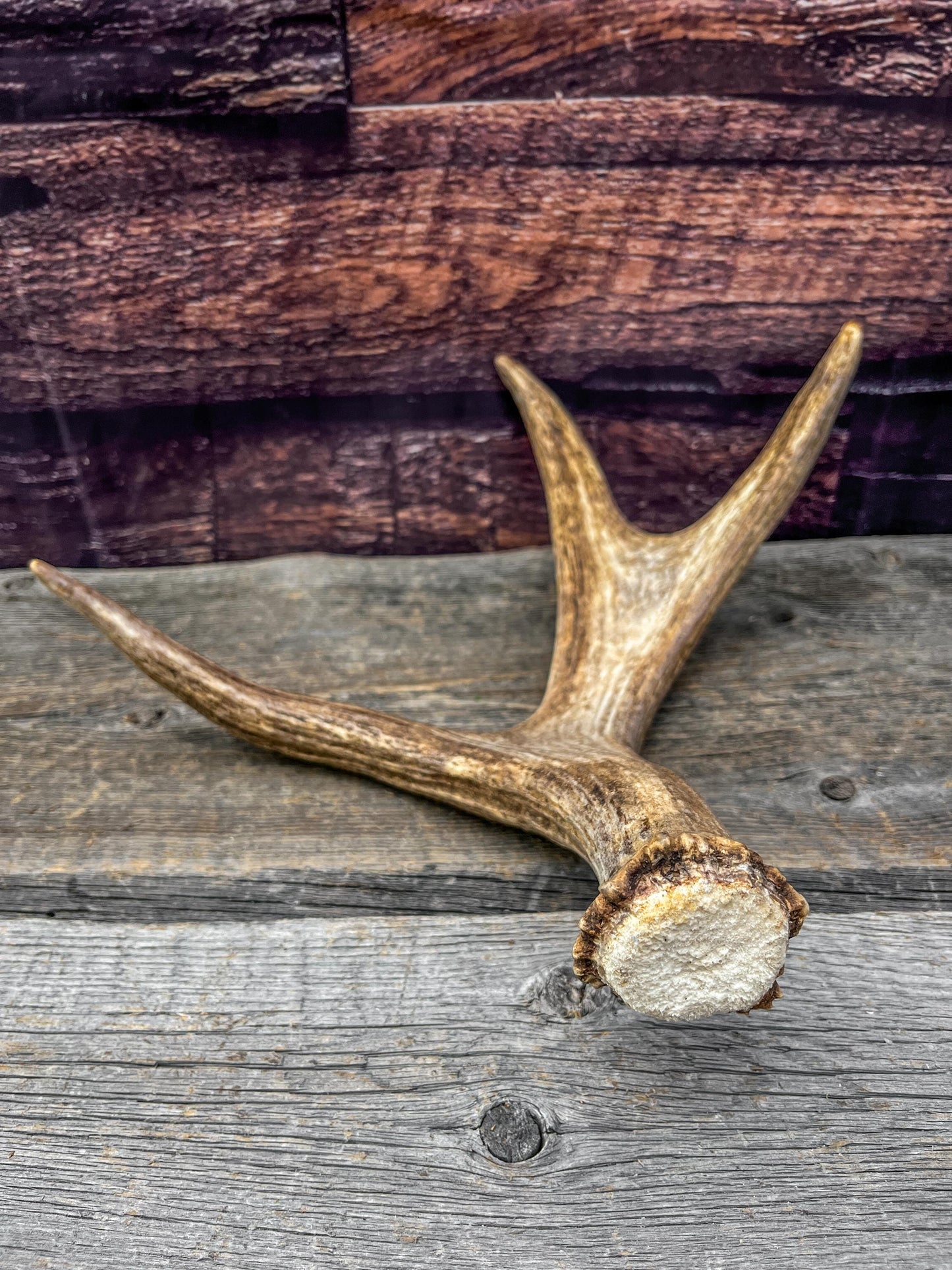 Bull Moose Antler. Fresh. For crafting, decor and more