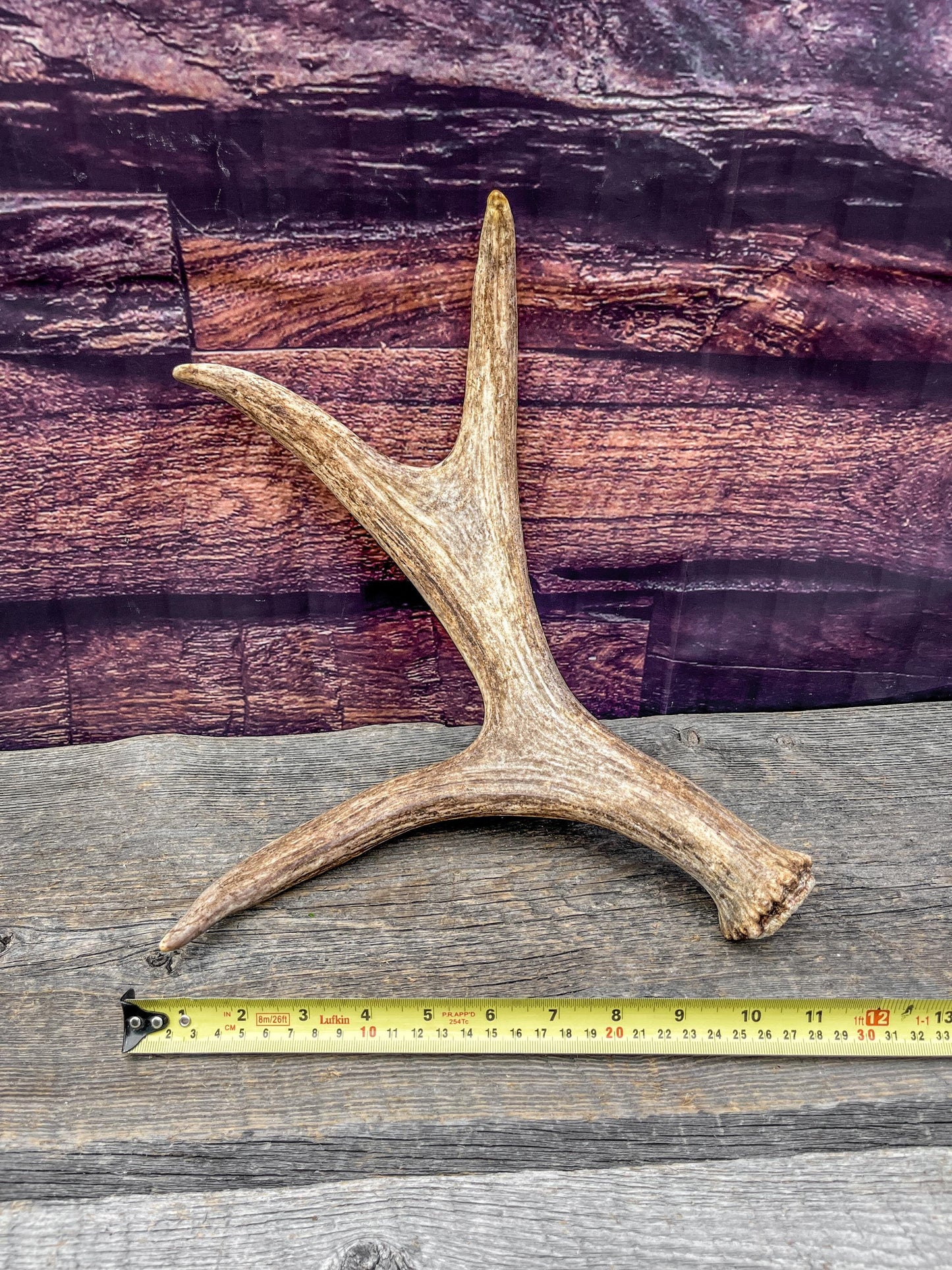 Bull Moose Antler. Fresh. For crafting, decor and more