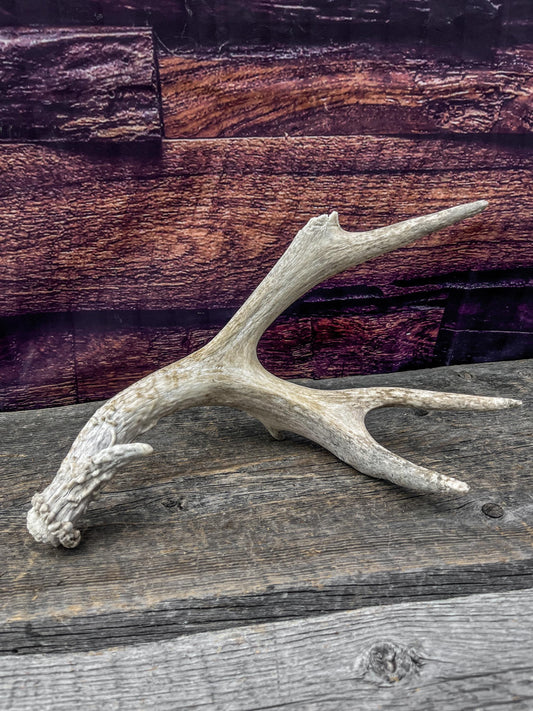 Old Mule Deer Antler. Self-Standing Decor piece, Table centrepiece, and More.