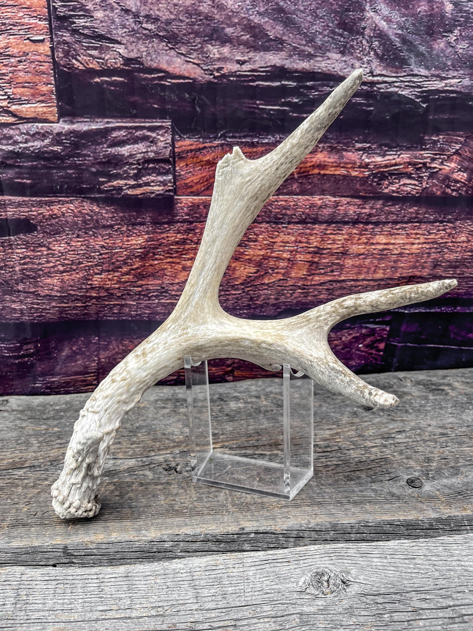 Old Mule Deer Antler. Self-Standing Decor piece, Table centrepiece, and More.