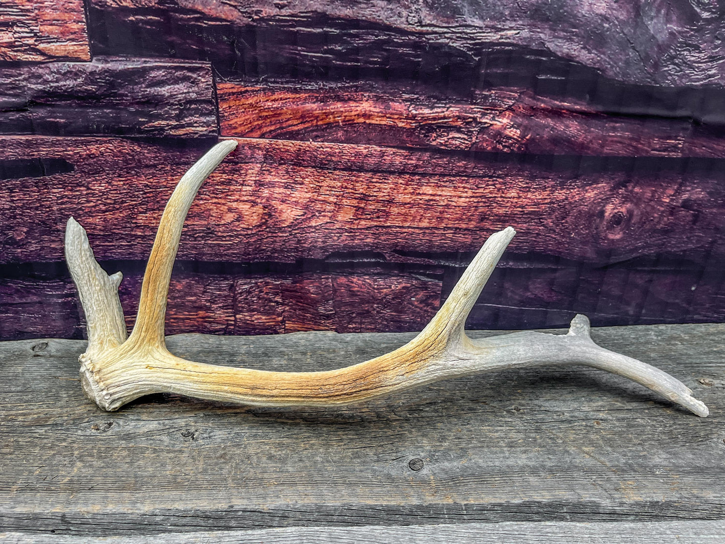 Rustic Wild Canadian Bull Elk Antler! Home and Cabin Decor, Crafting, Table Centerpiece, Mantle Decor.