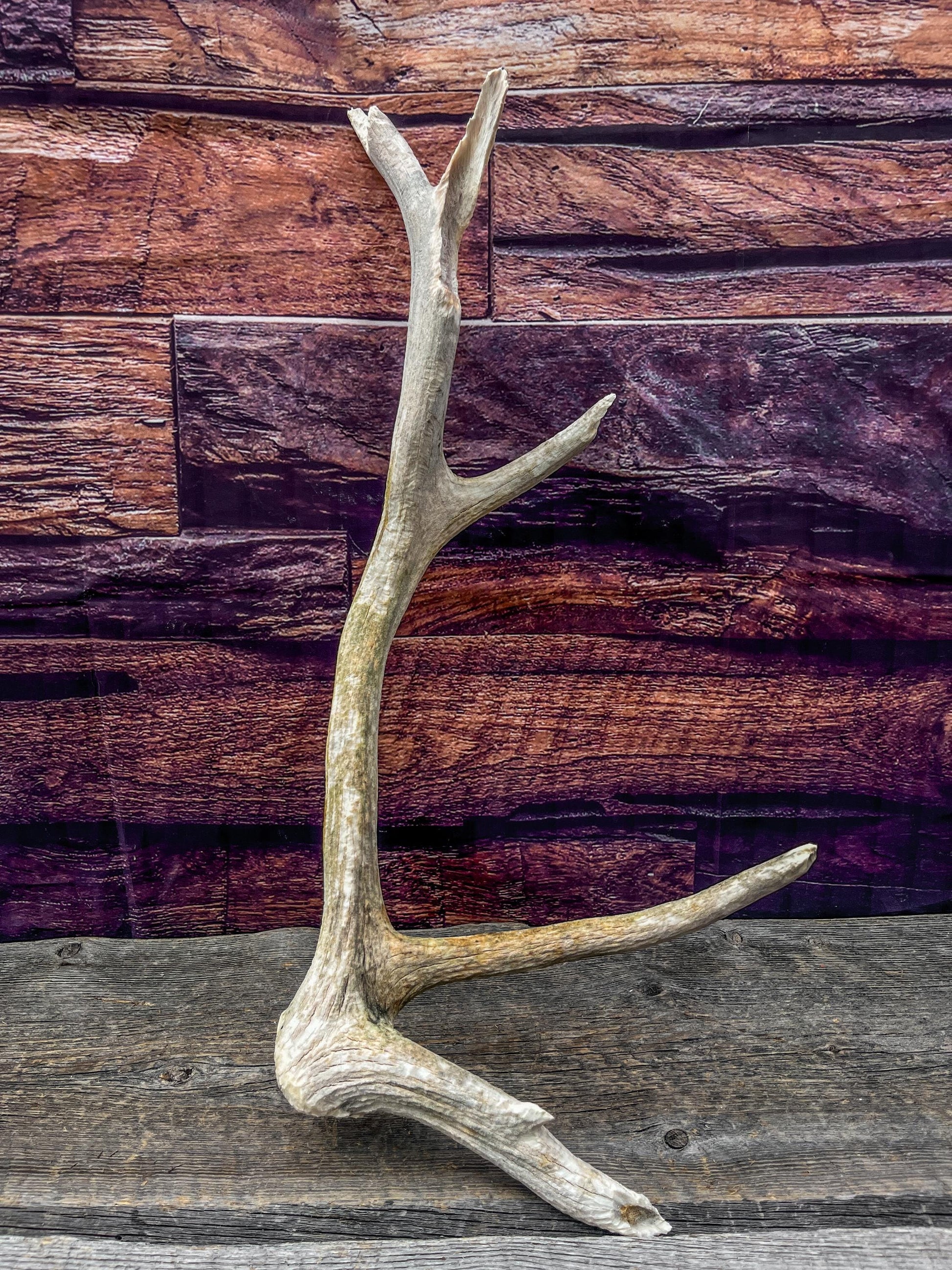 Rustic Wild Canadian Bull Elk Antler! Home and Cabin Decor, Crafting, Table Centerpiece, Mantle Decor.
