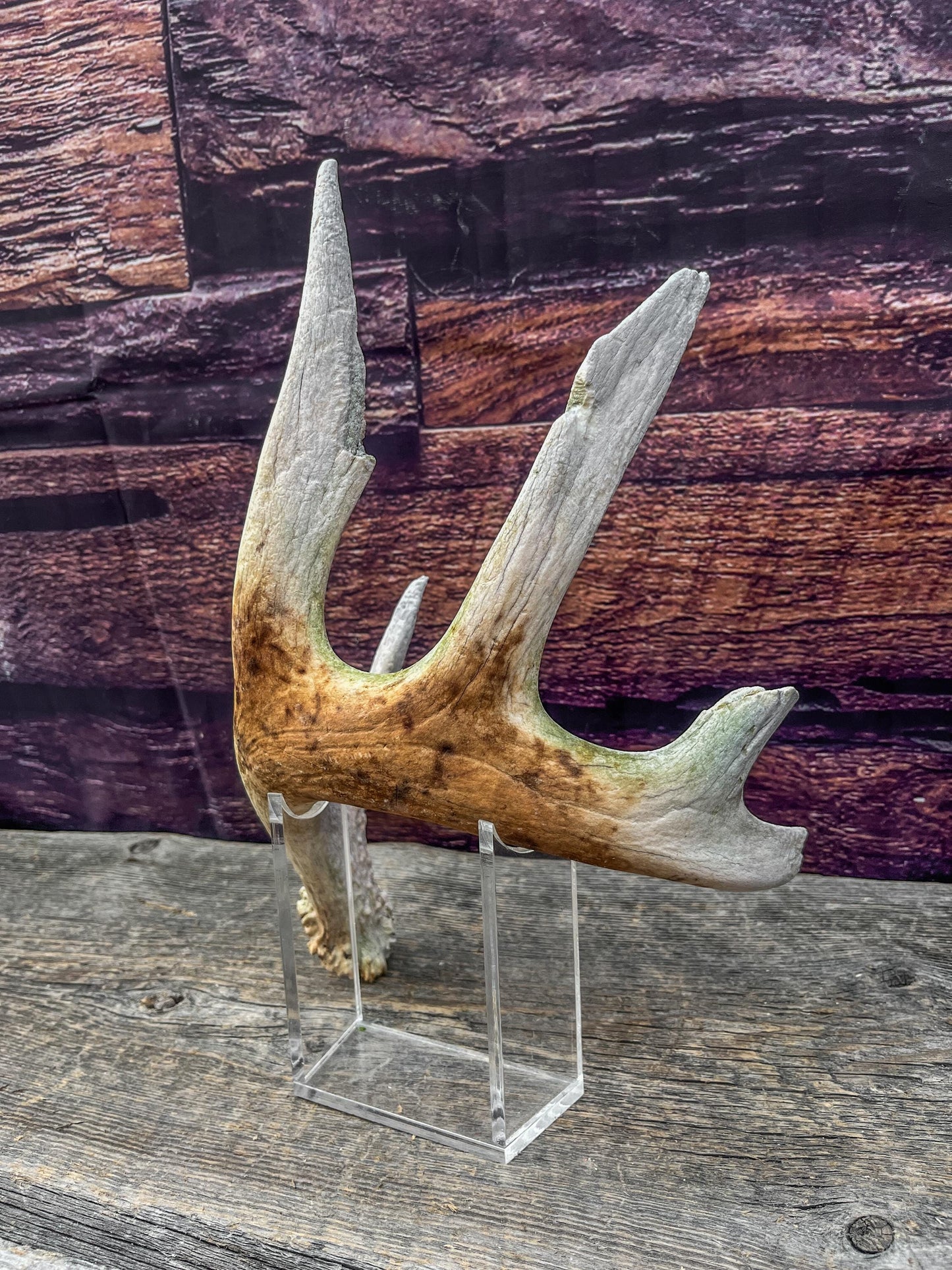 Decor Antler. Naturally Shed, Wild, White-tailed Deer Antler. Whole Antler for decor, crafting, and more.
