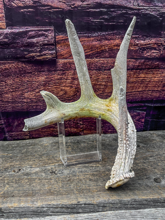 Decor Antler. Naturally Shed, Wild, White-tailed Deer Antler. Whole Antler for decor, crafting, and more.