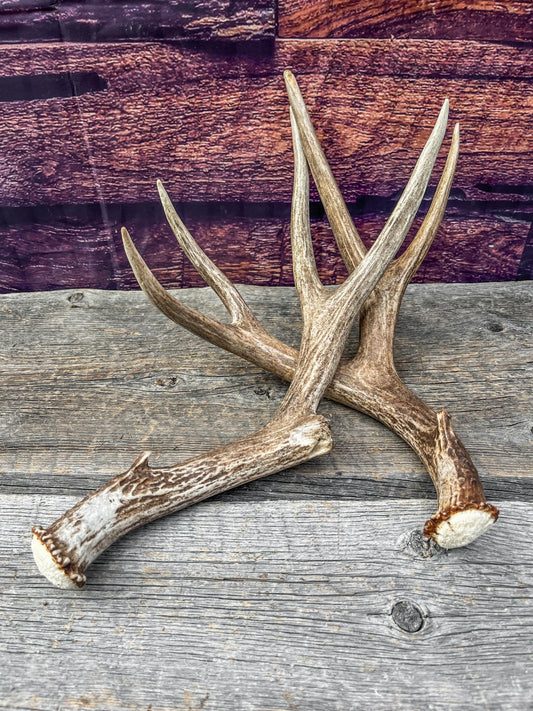 Mule Deer Antlers. Matching Brown Set. Decor, design, crafting and more!