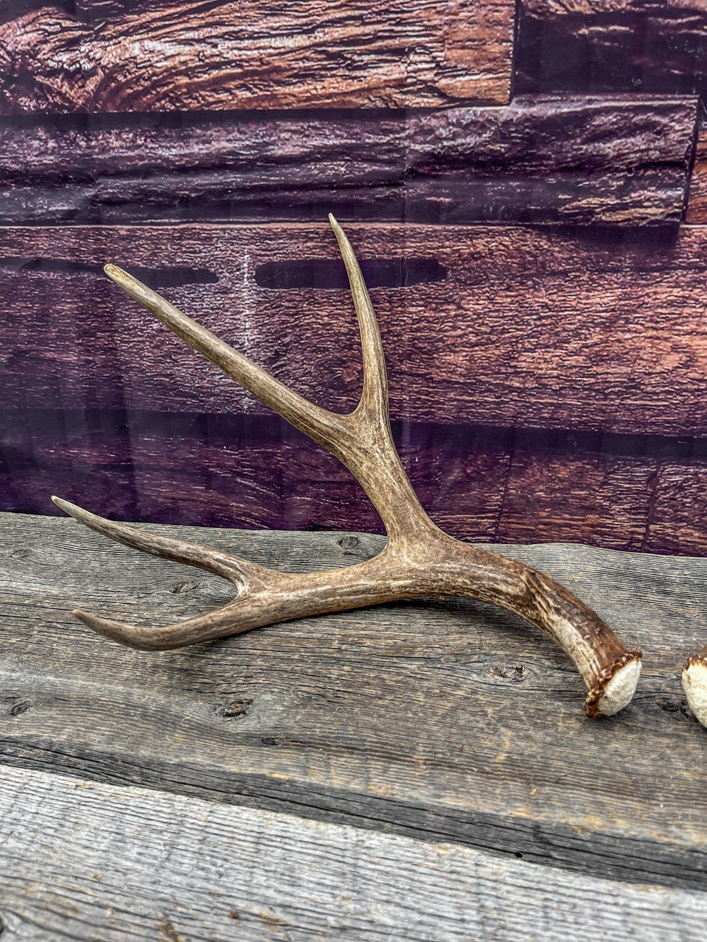 Mule Deer Antlers. Matching Brown Set. Decor, design, crafting and more!