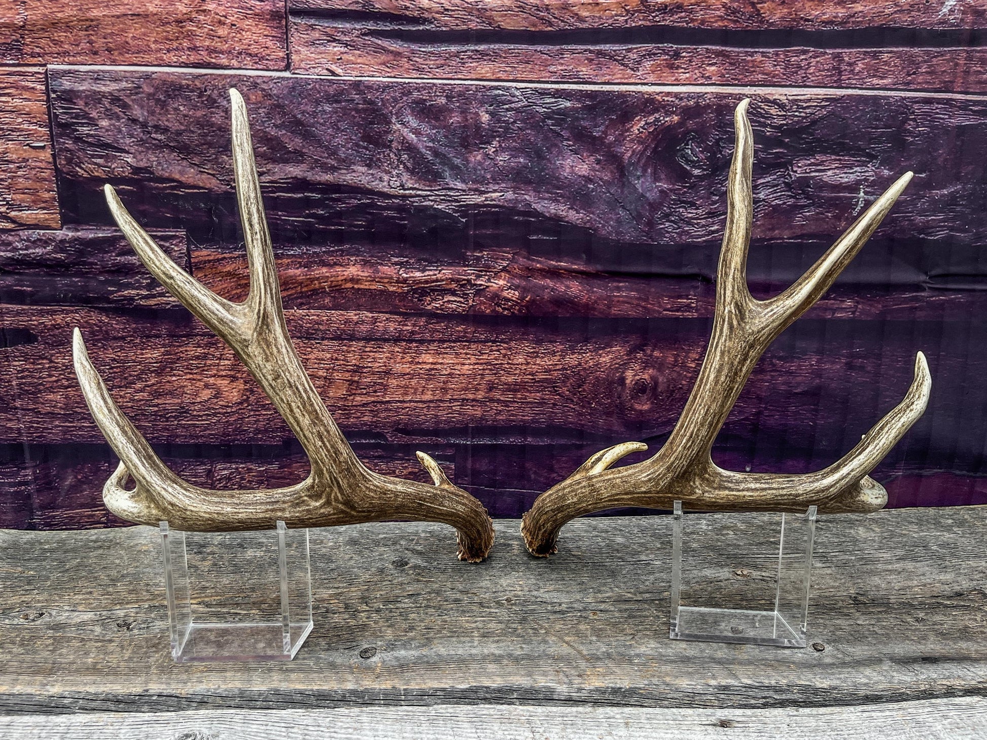 Mule Deer Antlers. Beautiful Matching Brown Set. Decor, design, crafting and more!