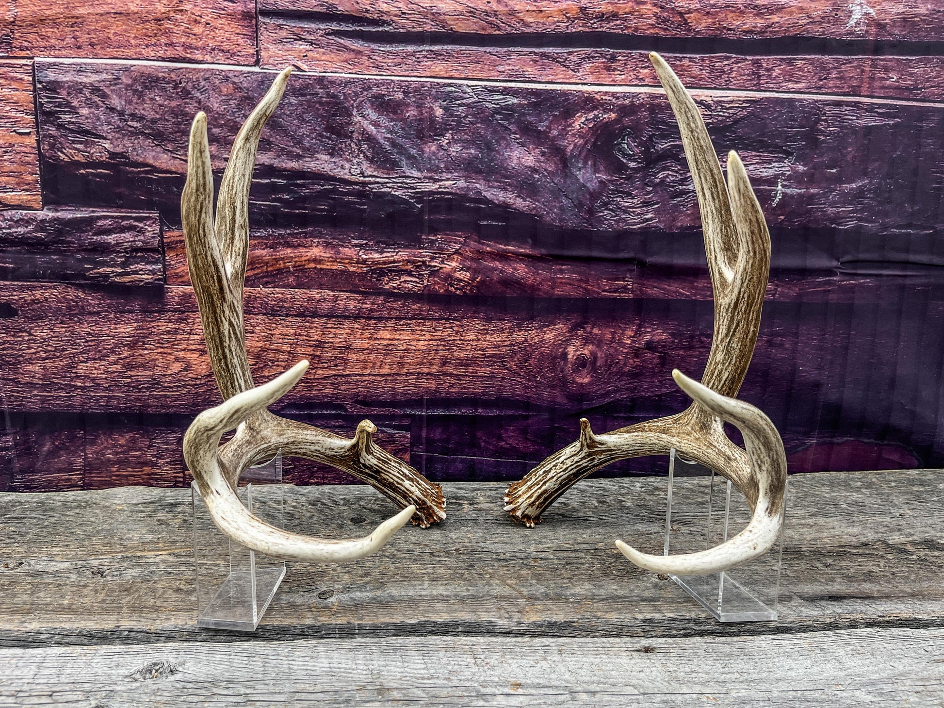 Mule Deer Antlers. Beautiful Matching Brown Set. Decor, design, crafting and more!