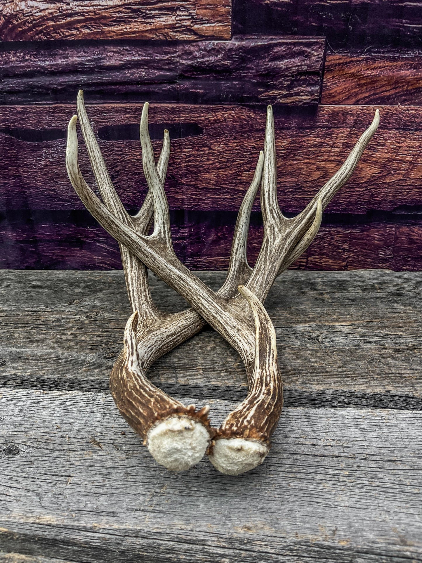 Mule Deer Antlers. Beautiful Matching Brown Set. Decor, design, crafting and more!