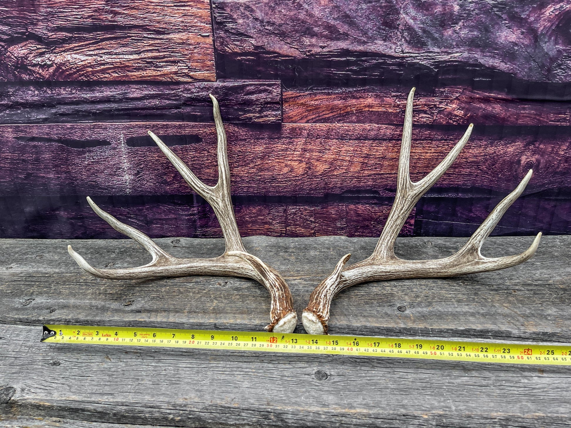 Mule Deer Antlers. Beautiful Matching Brown Set. Decor, design, crafting and more!