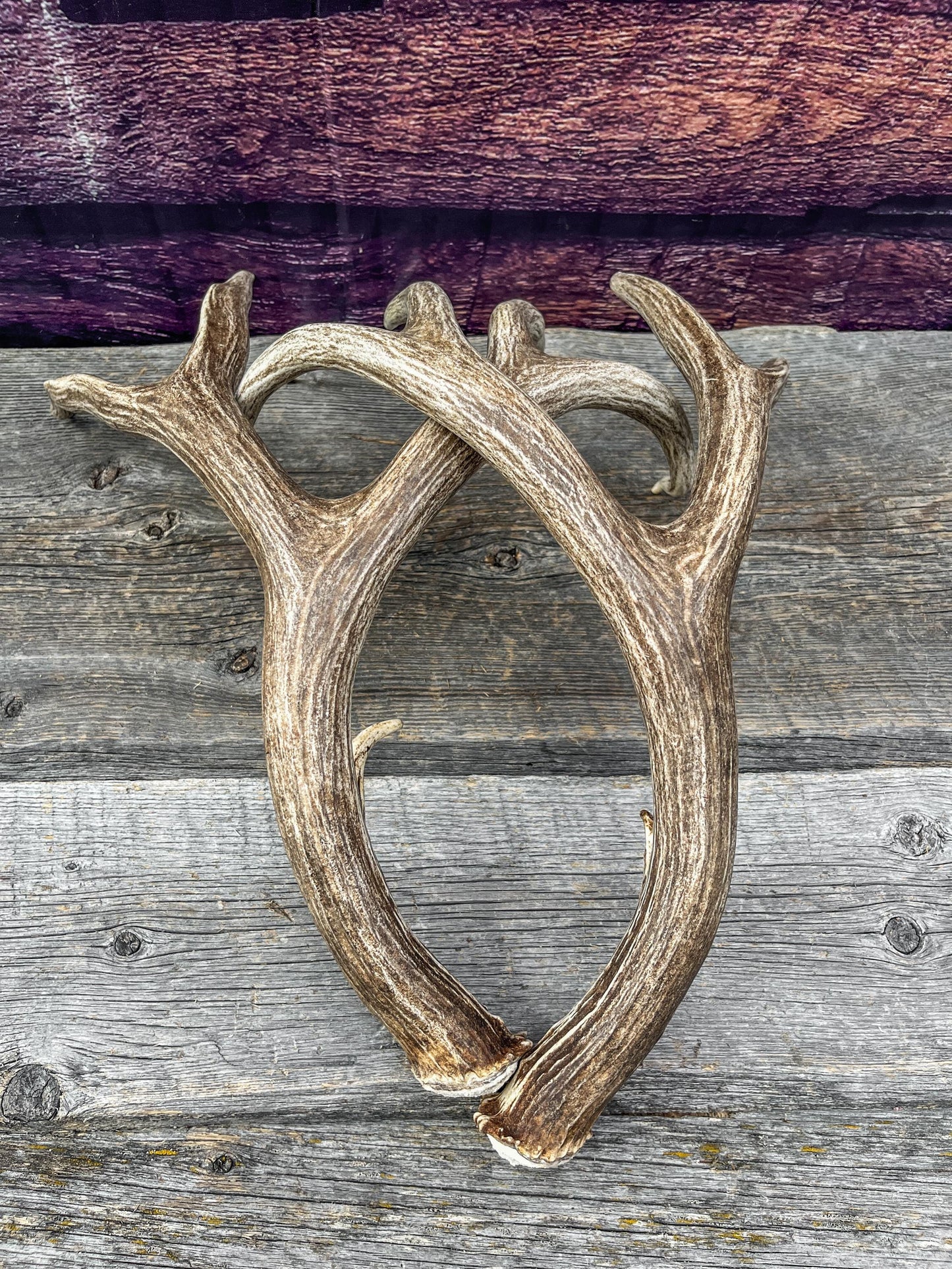 Mule Deer Antlers. Beautiful Matching Brown Set. Decor, design, crafting and more!