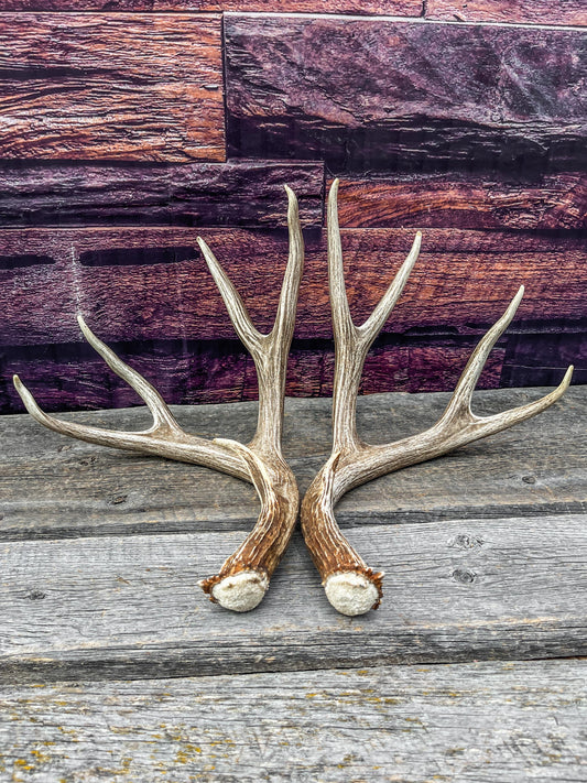 Mule Deer Antlers. Beautiful Matching Brown Set. Decor, design, crafting and more!
