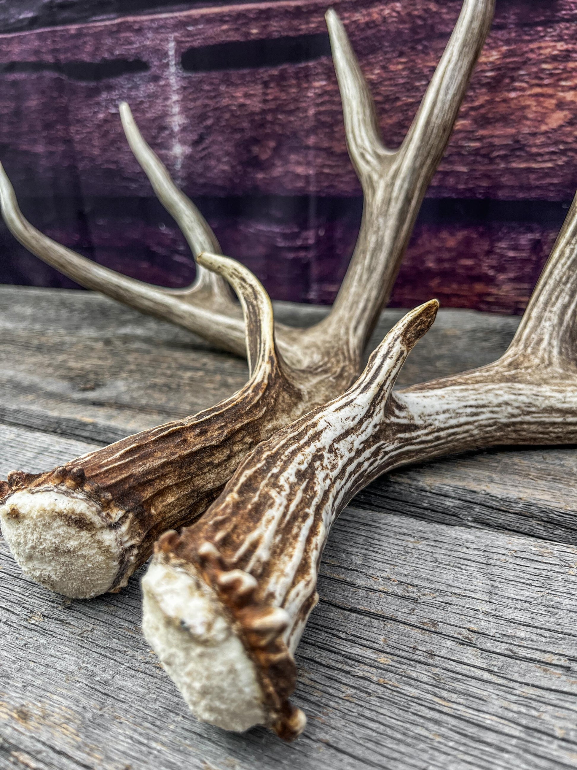 Mule Deer Antlers. Beautiful Matching Brown Set. Decor, design, crafting and more!