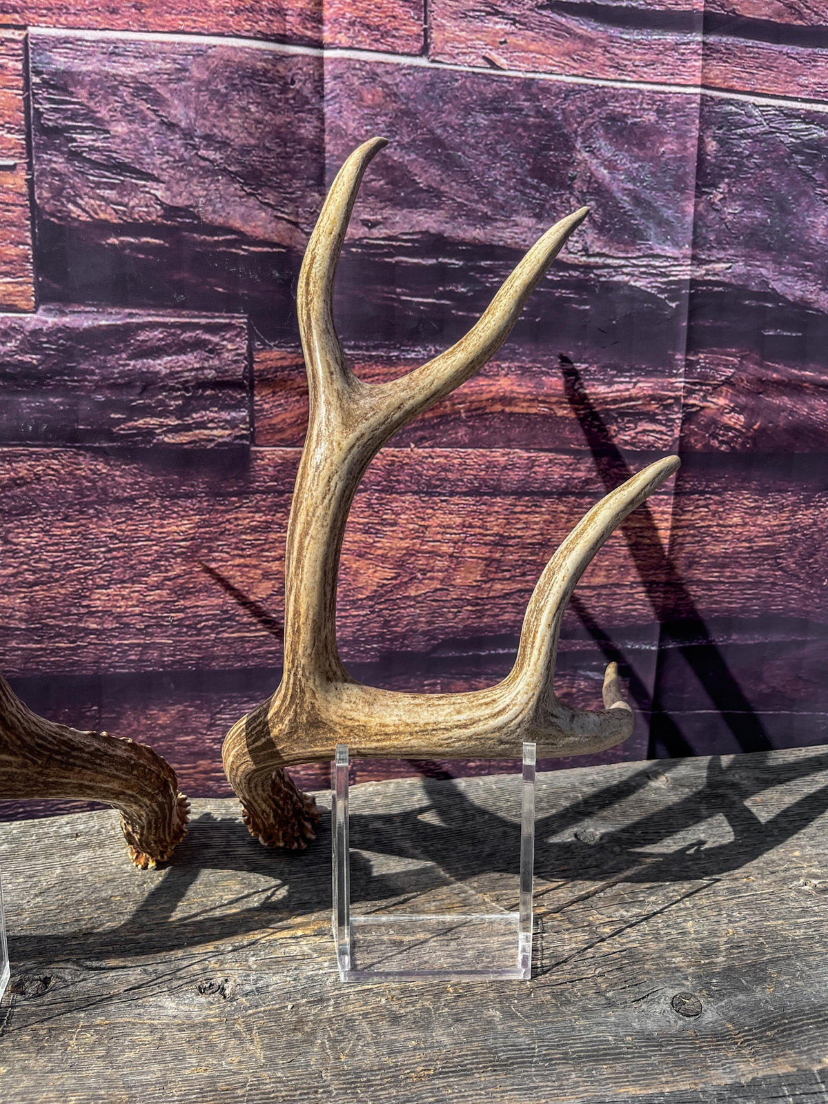 Mule Deer Antlers. Matching Brown Set. Decor, design, crafting and more!