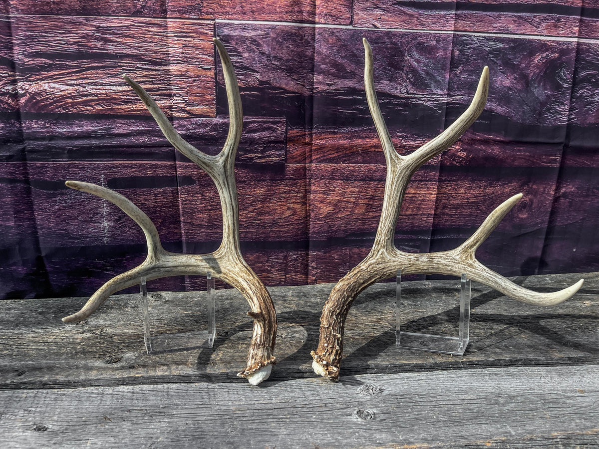 Mule Deer Antlers. Matching Brown Set. Decor, design, crafting and more!