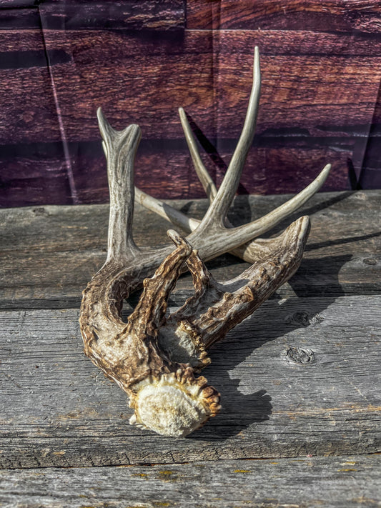 Mule Deer Antlers. Matching Brown Set. Decor, design, crafting and more!