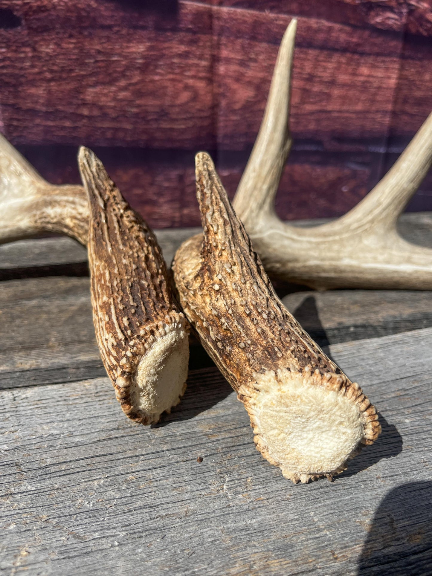 Deer Antlers - White-tailed Deer Matching set. Canadian Buck. Crafting and Decor Antlers