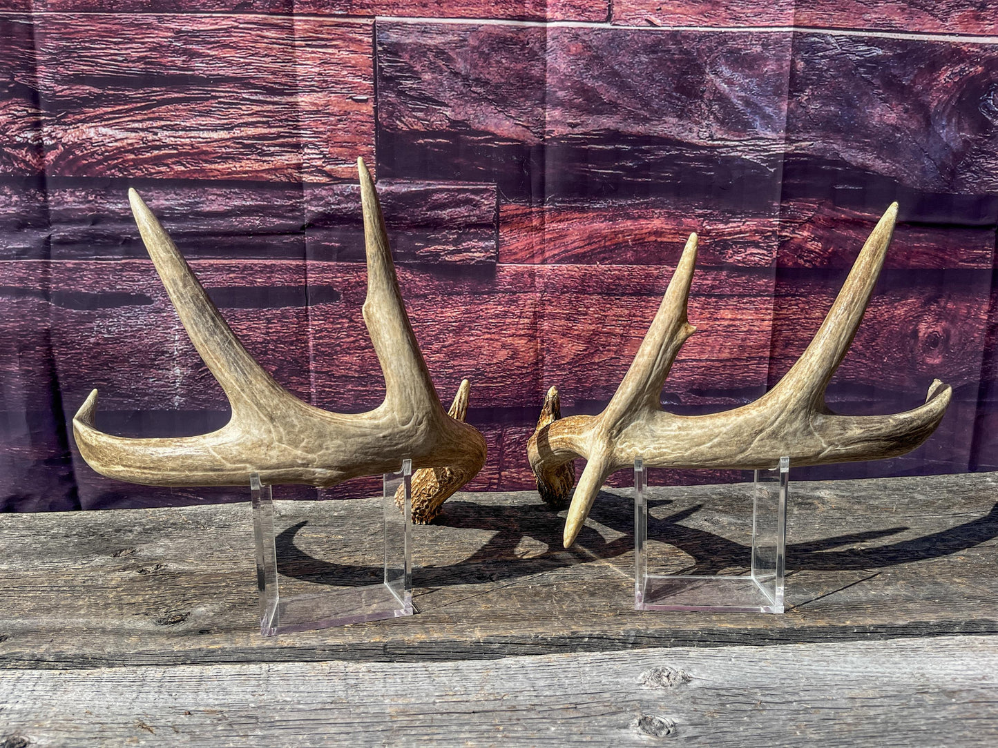 Deer Antlers - White-tailed Deer Matching set. Canadian Buck. Crafting and Decor Antlers