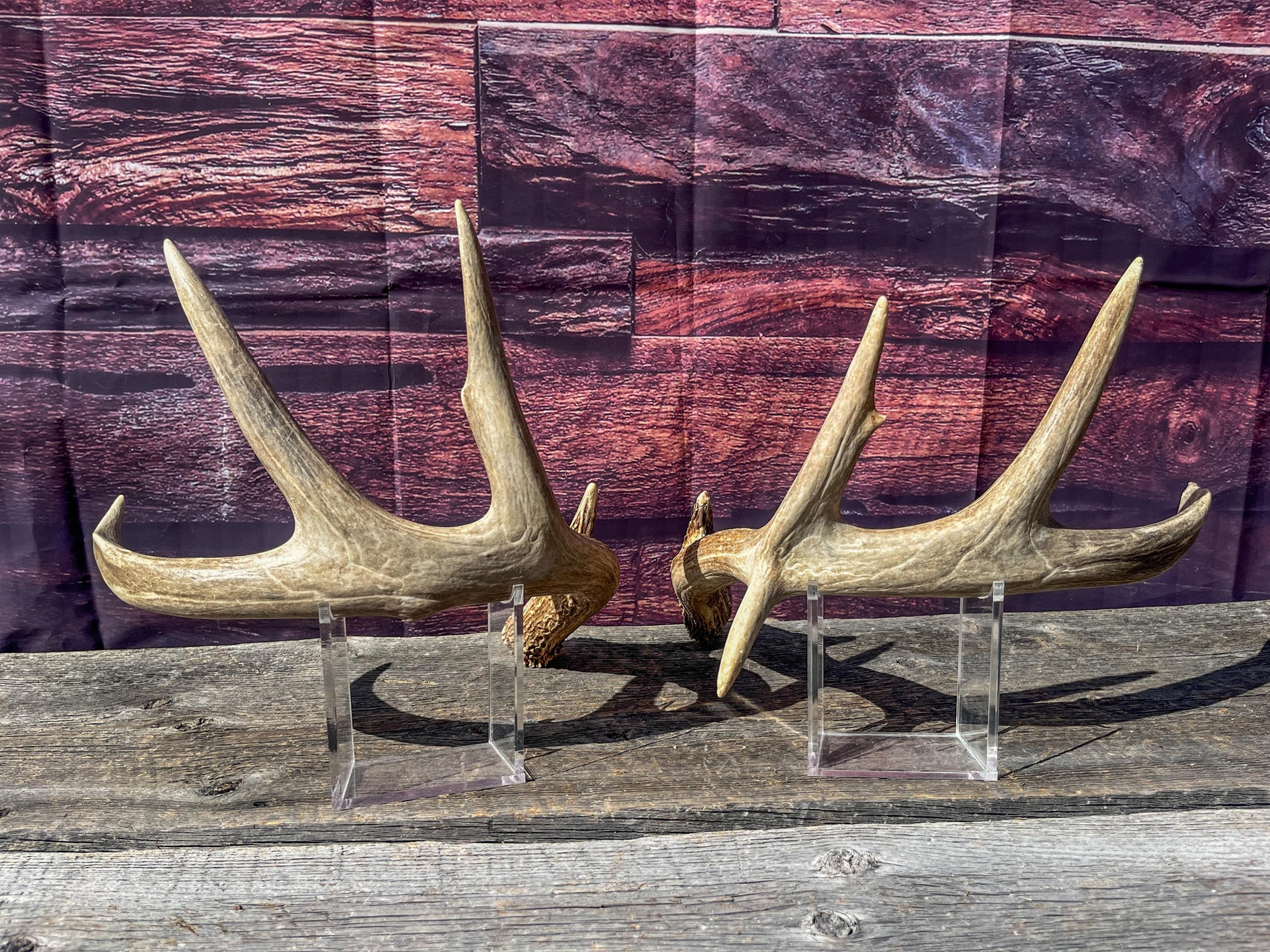 Deer Antlers - White-tailed Deer Matching set. Canadian Buck. Crafting and Decor Antlers