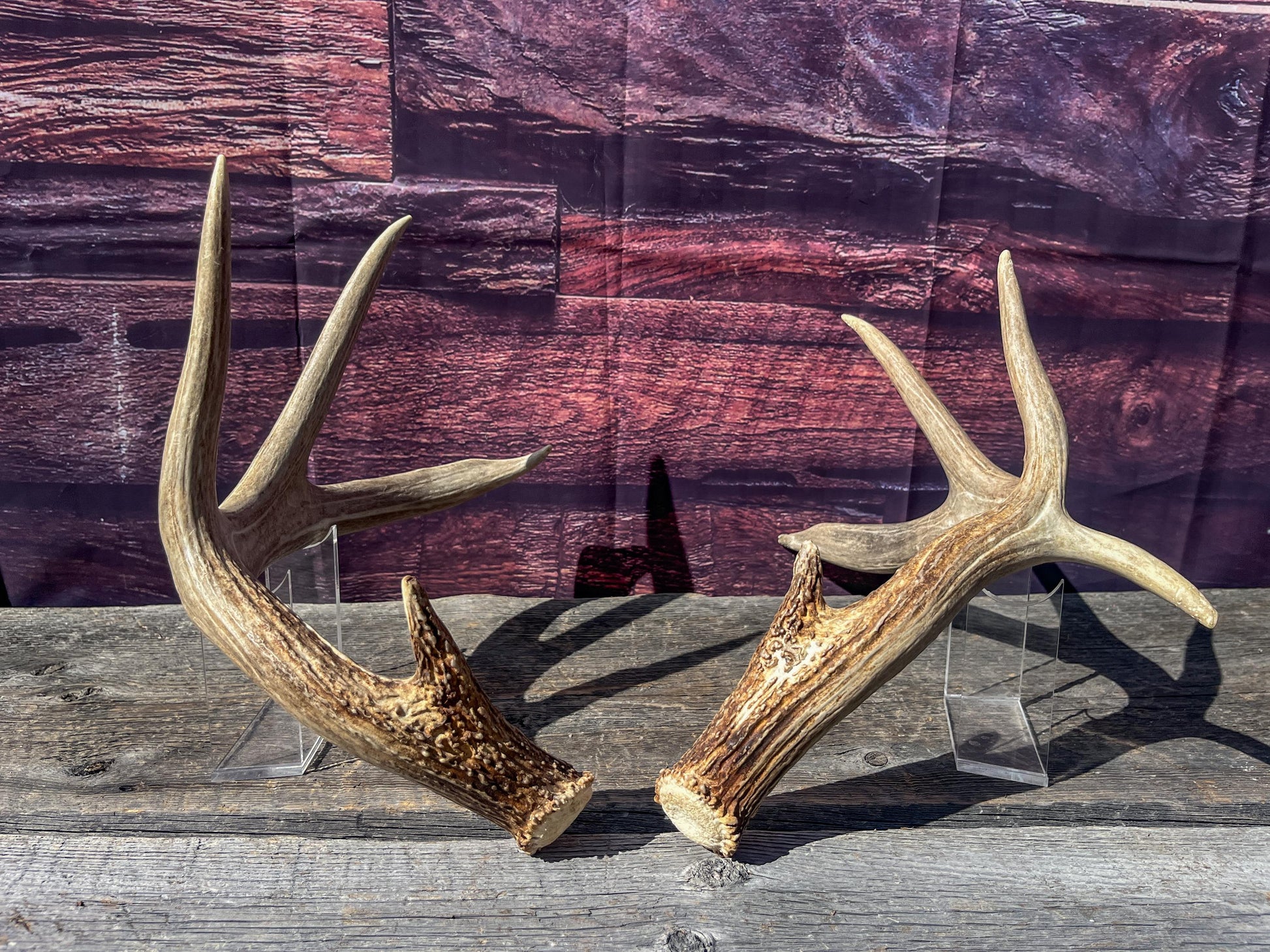 Deer Antlers - White-tailed Deer Matching set. Canadian Buck. Crafting and Decor Antlers