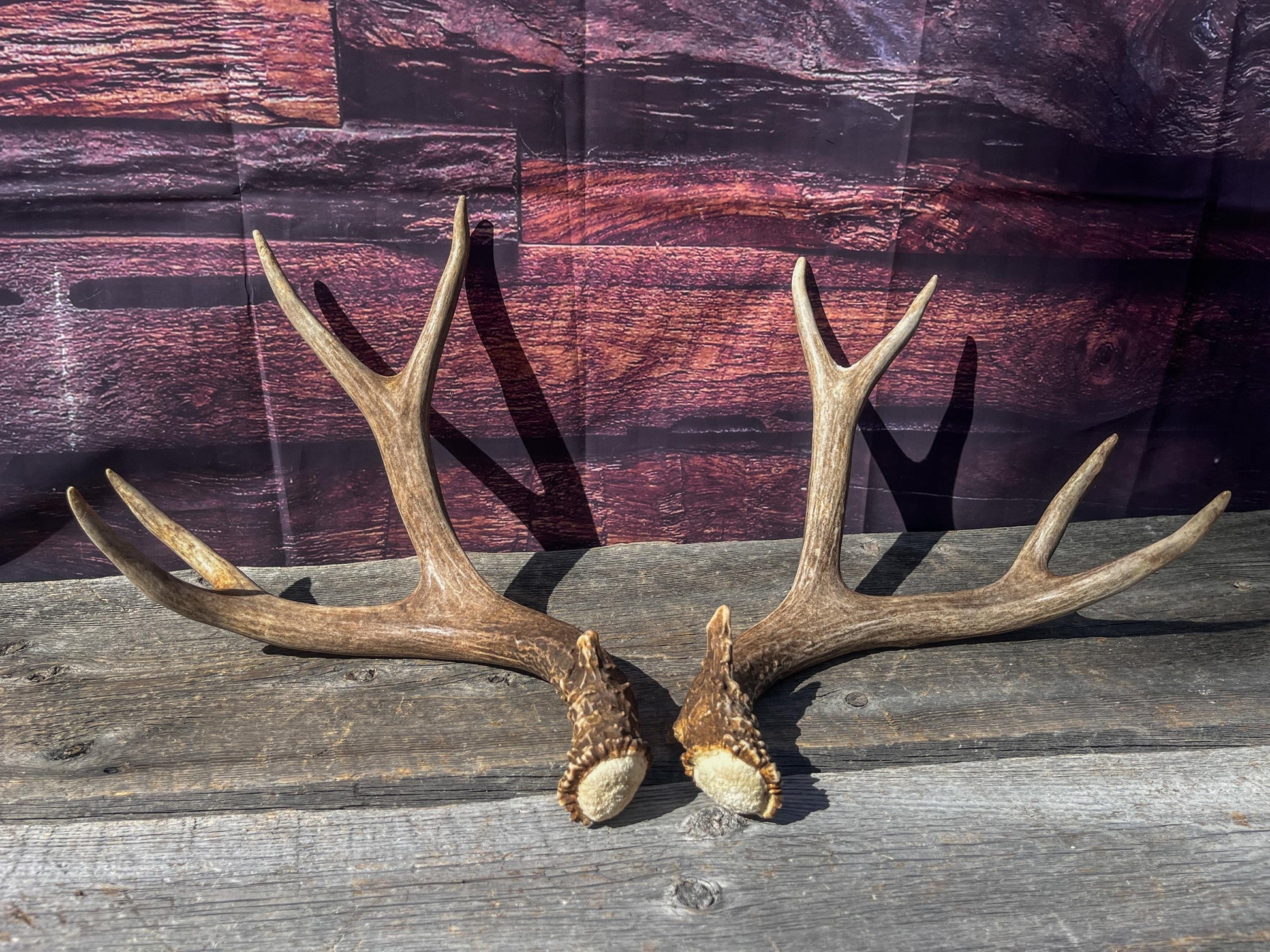 Mule Deer Antlers. Matching Brown Set. Decor, design, crafting and more!