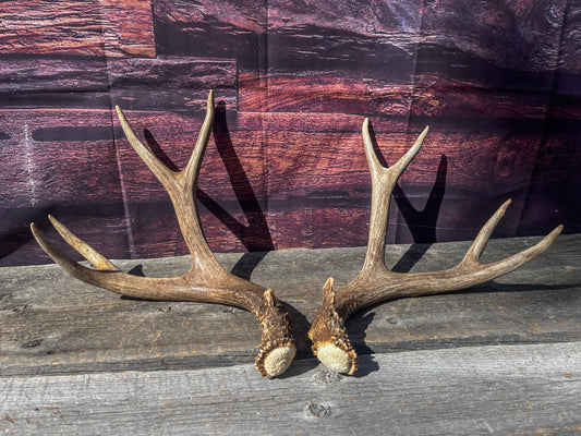Mule Deer Antlers. Matching Brown Set. Decor, design, crafting and more!