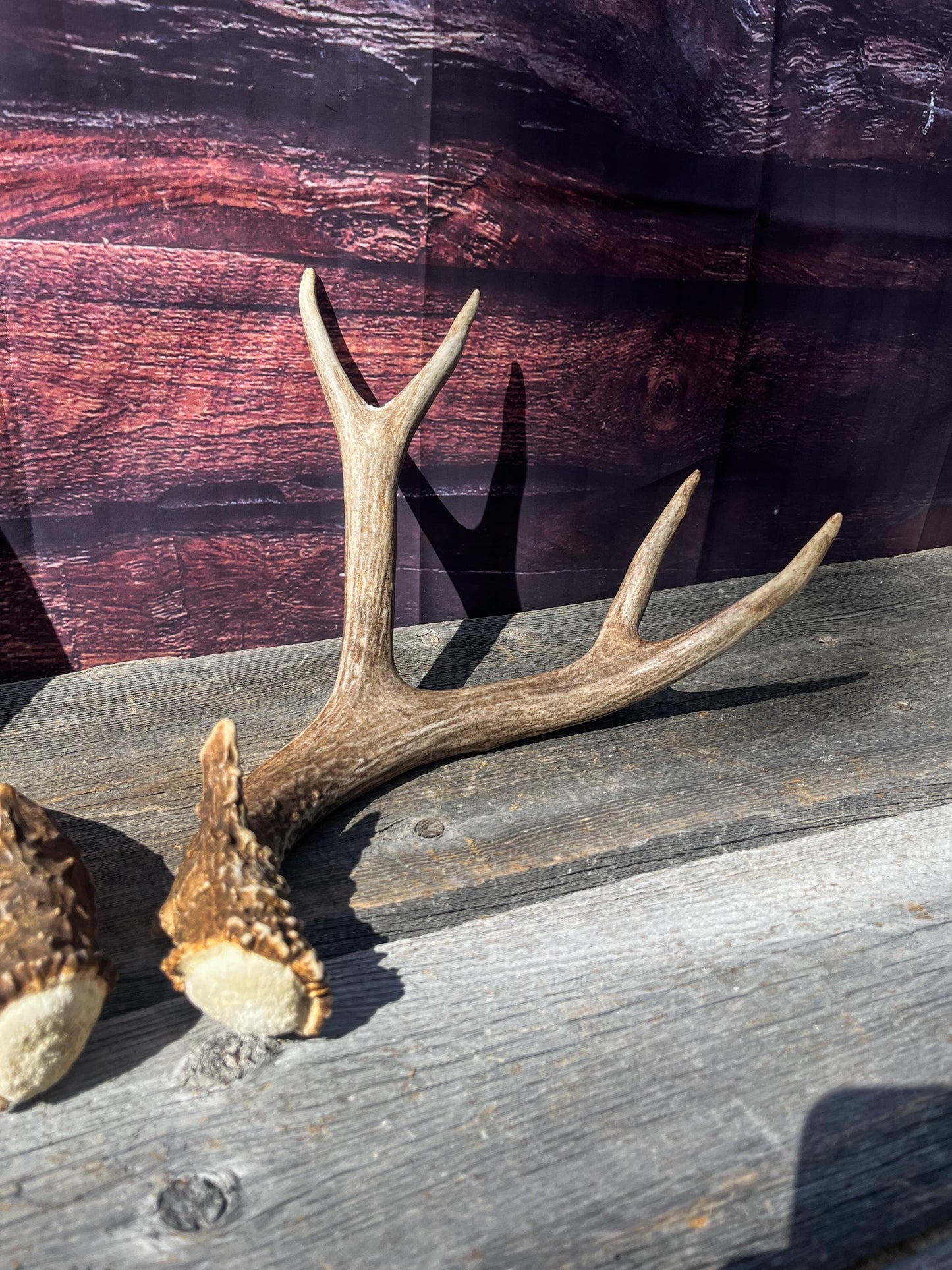 Mule Deer Antlers. Matching Brown Set. Decor, design, crafting and more!