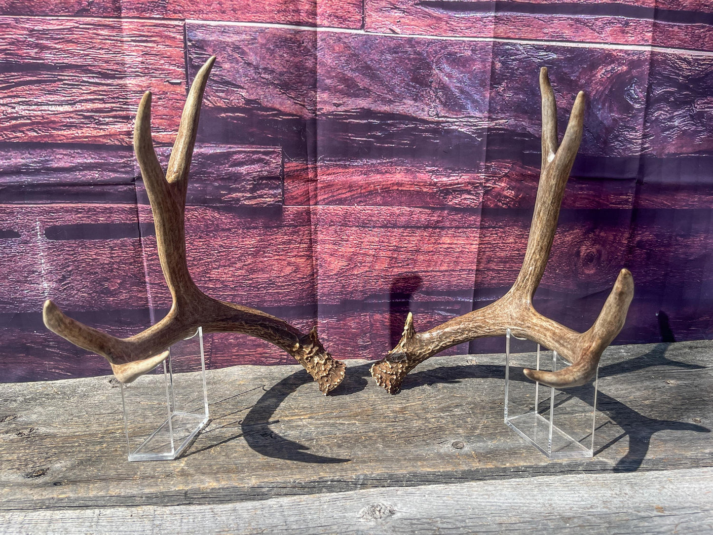 Mule Deer Antlers. Matching Brown Set. Decor, design, crafting and more!