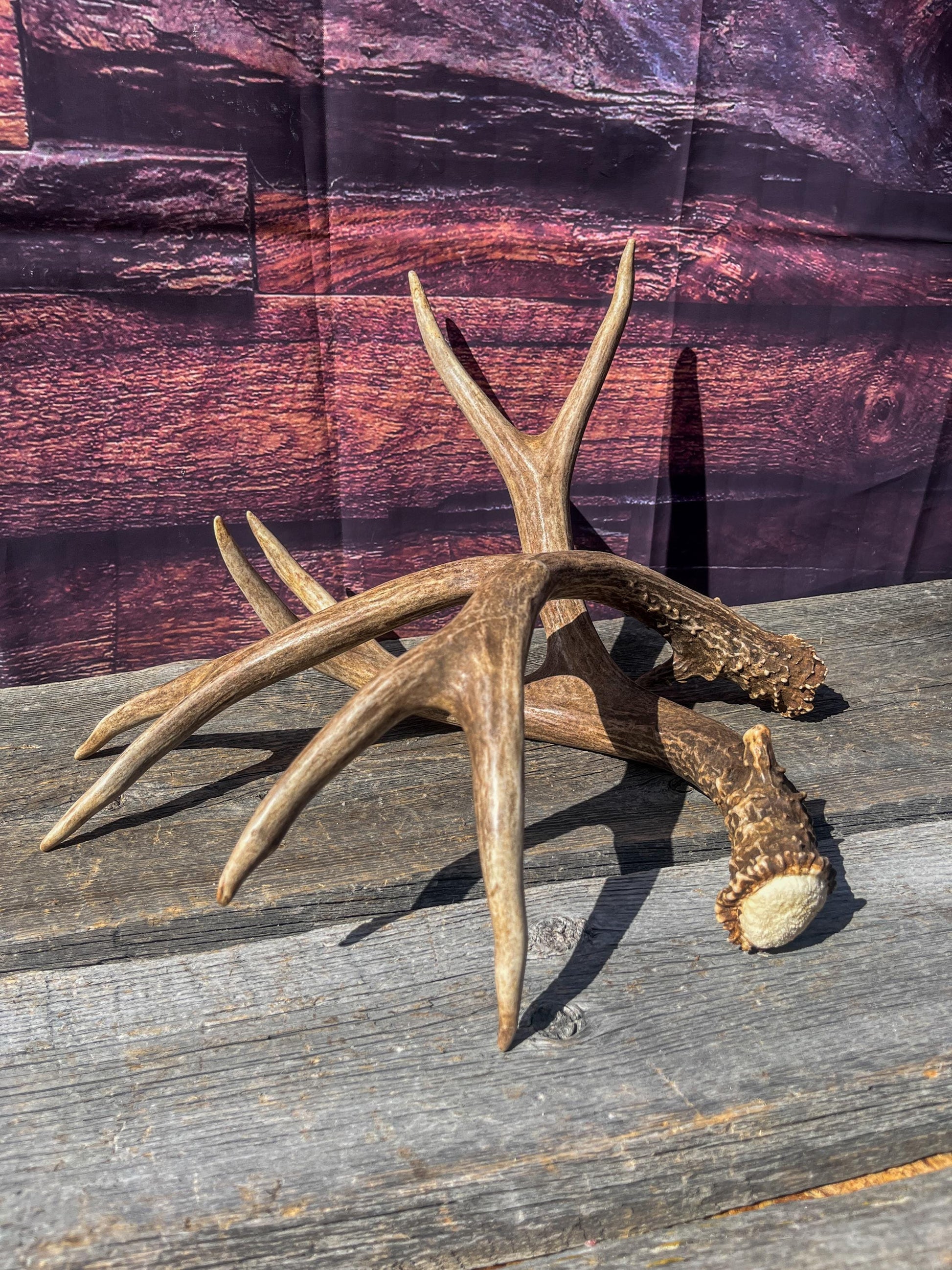 Mule Deer Antlers. Matching Brown Set. Decor, design, crafting and more!