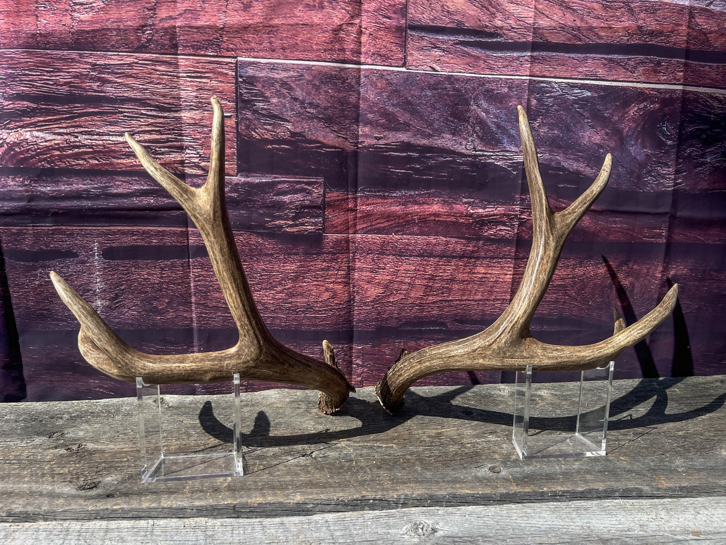 Mule Deer Antlers. Matching Brown Set. Decor, design, crafting and more!
