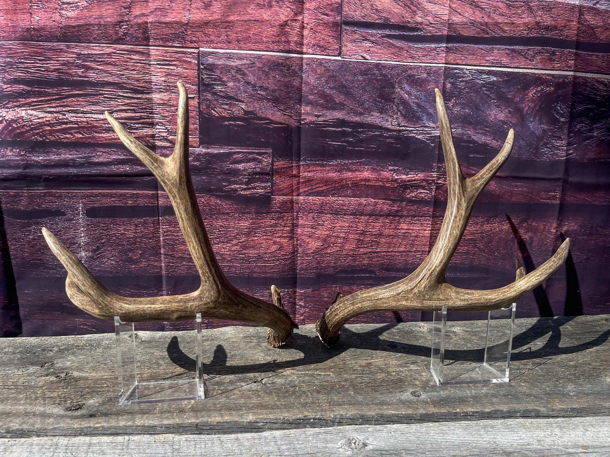 Mule Deer Antlers. Matching Brown Set. Decor, design, crafting and more!