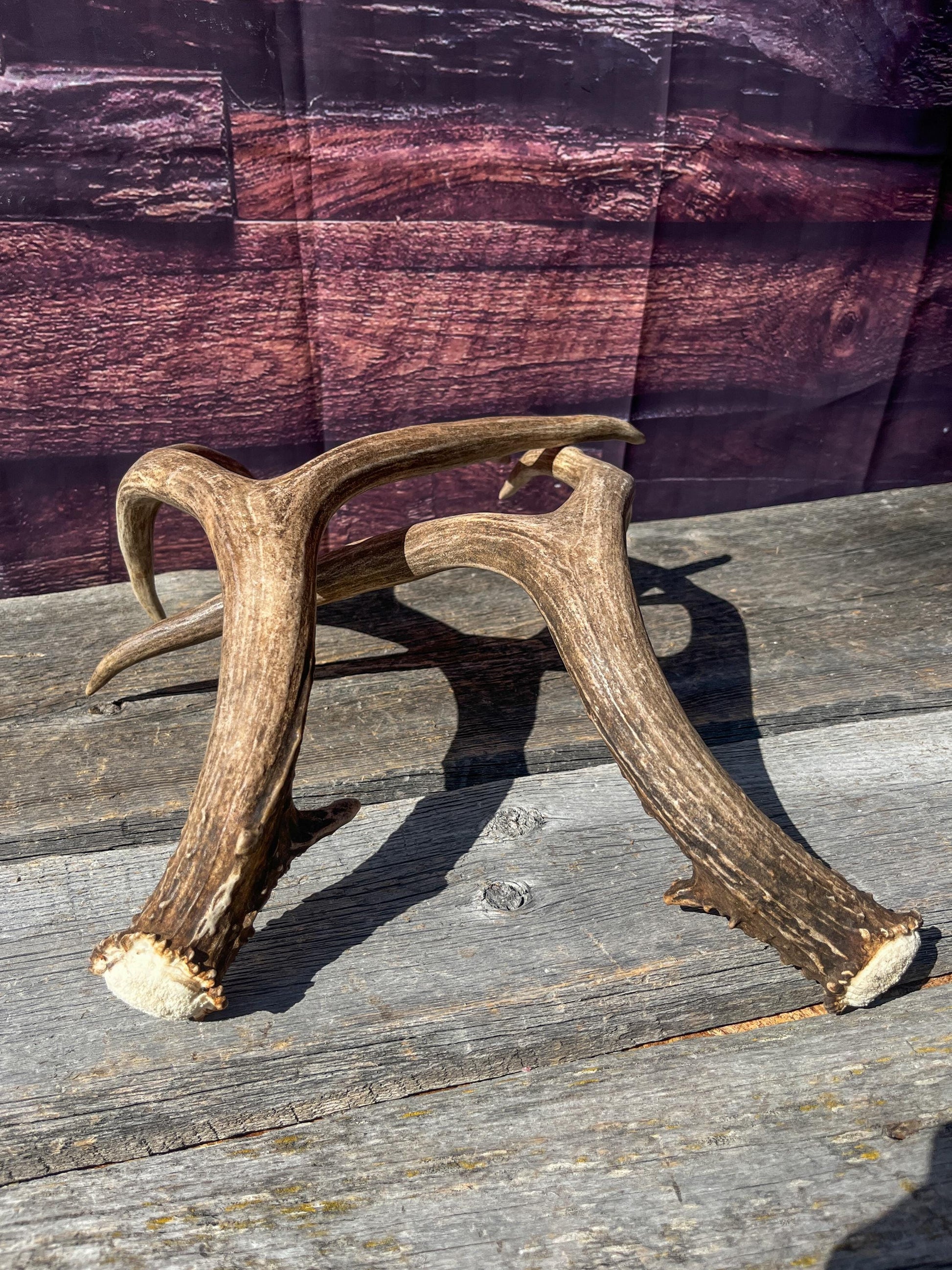 Mule Deer Antlers. Matching Brown Set. Decor, design, crafting and more!