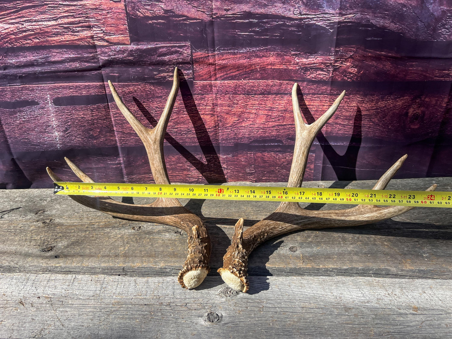 Mule Deer Antlers. Matching Brown Set. Decor, design, crafting and more!
