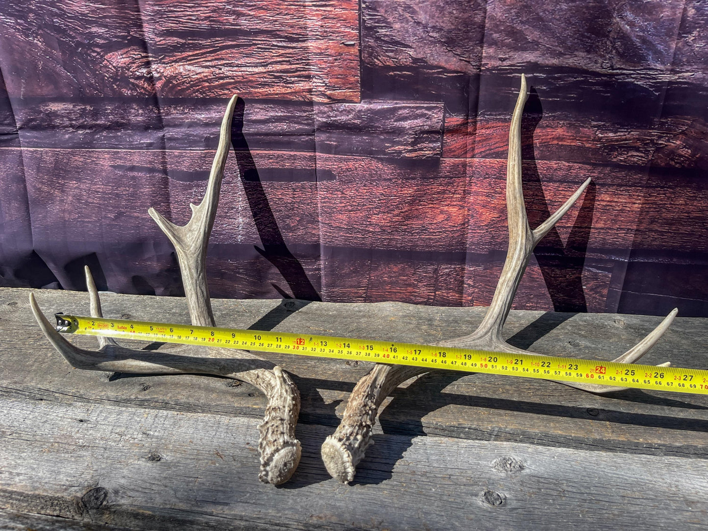 Mule Deer Antlers. Matching Set. Decor, design, crafting and more!