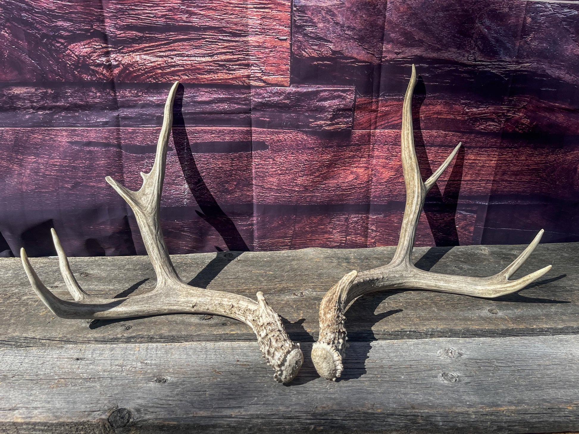 Mule Deer Antlers. Matching Set. Decor, design, crafting and more!