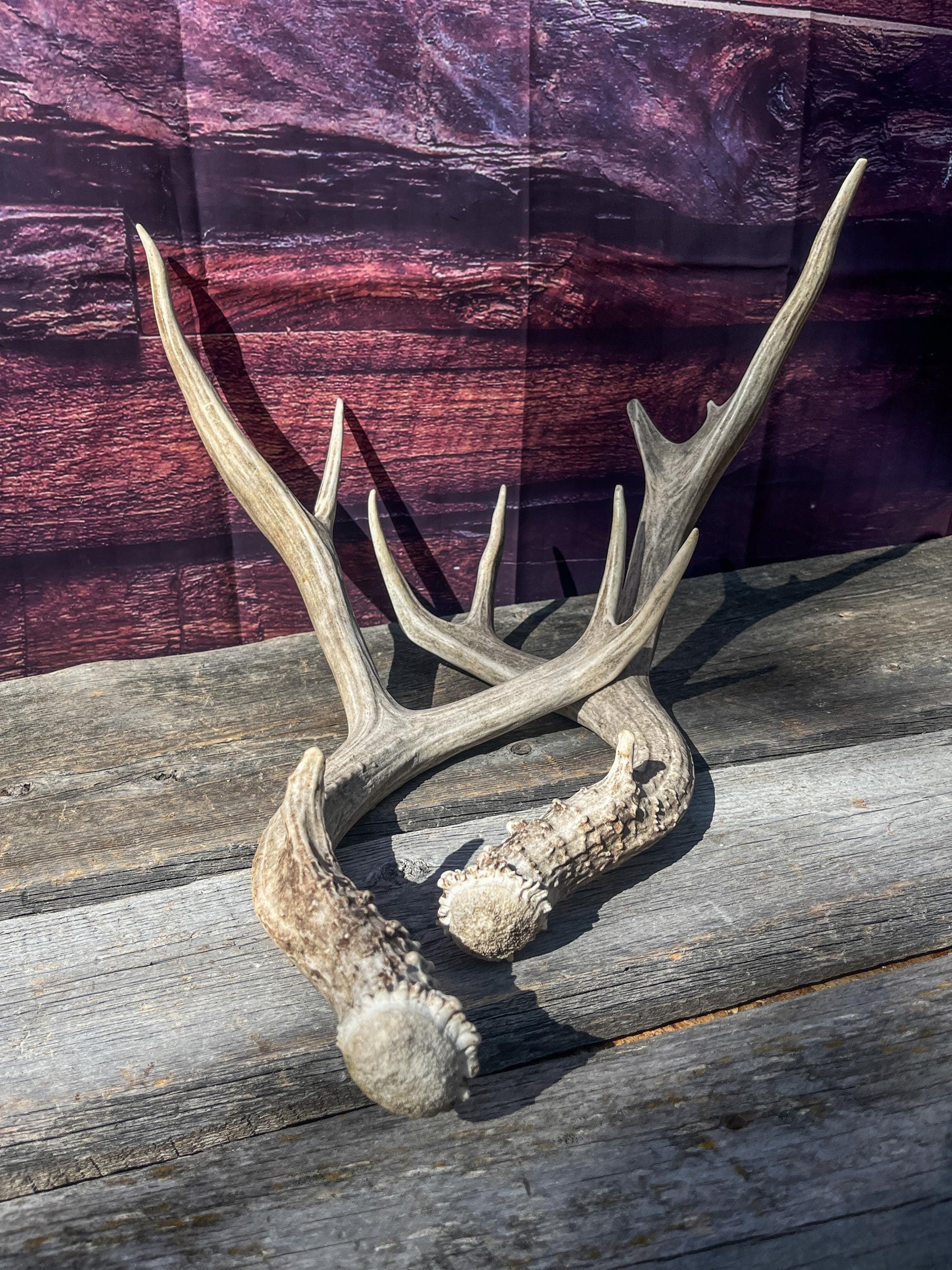 Mule Deer Antlers. Matching Set. Decor, design, crafting and more!