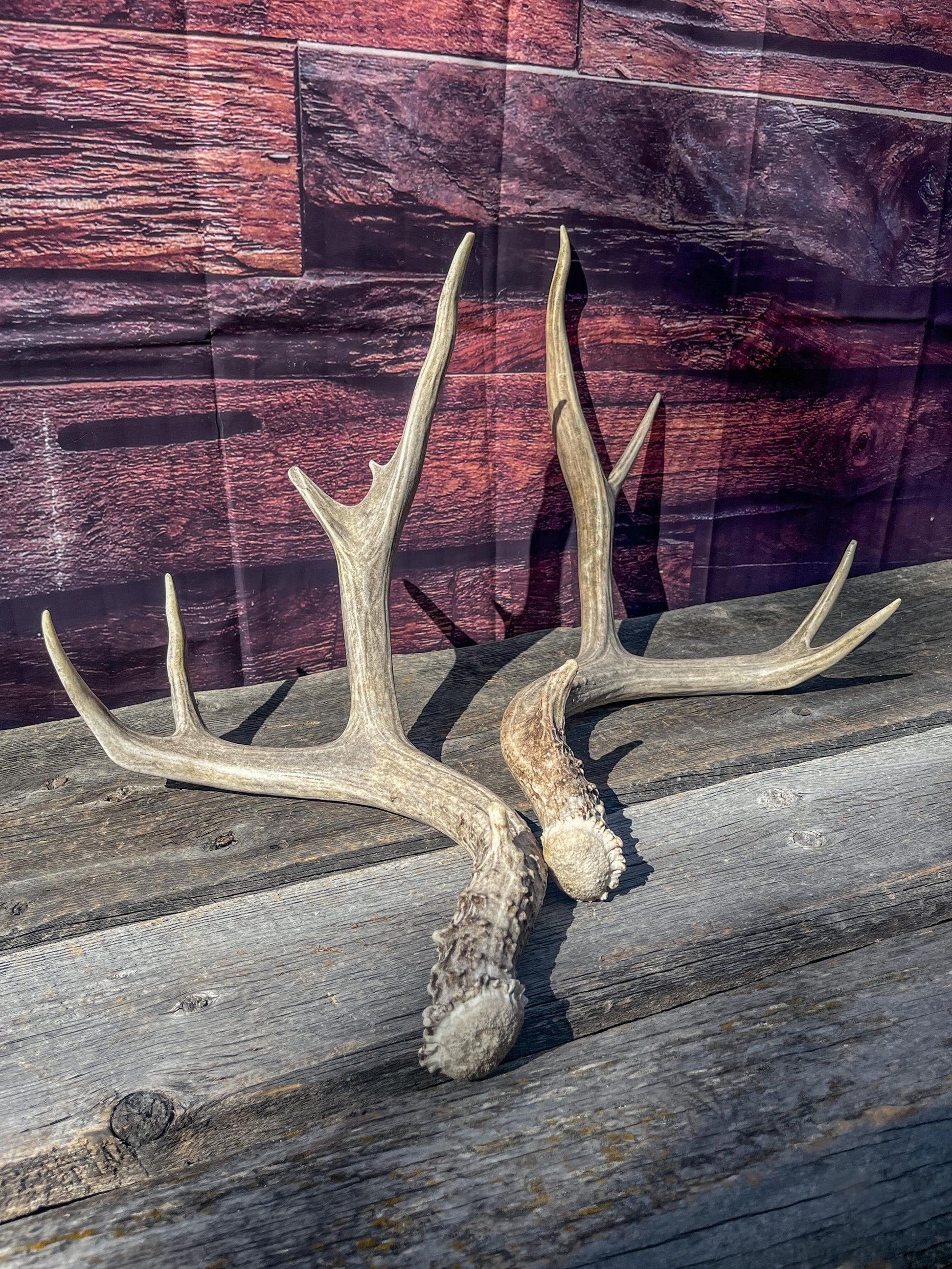 Mule Deer Antlers. Matching Set. Decor, design, crafting and more!