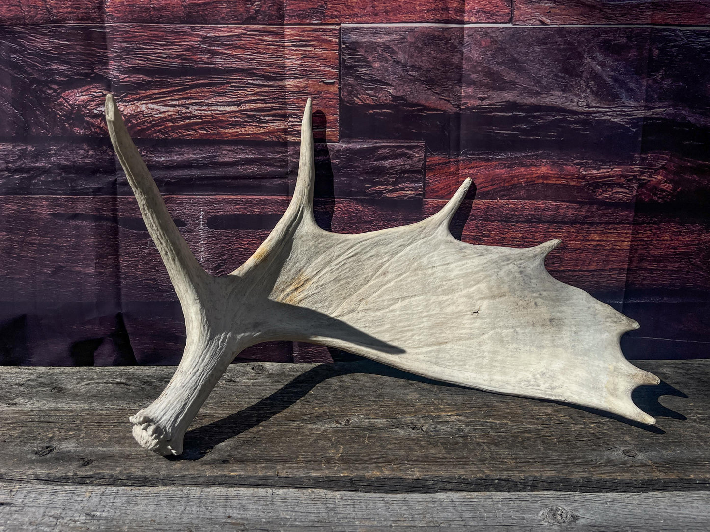 Large Bull Moose Antler. Antler for Crafting, Decor, Interior Design, and more!