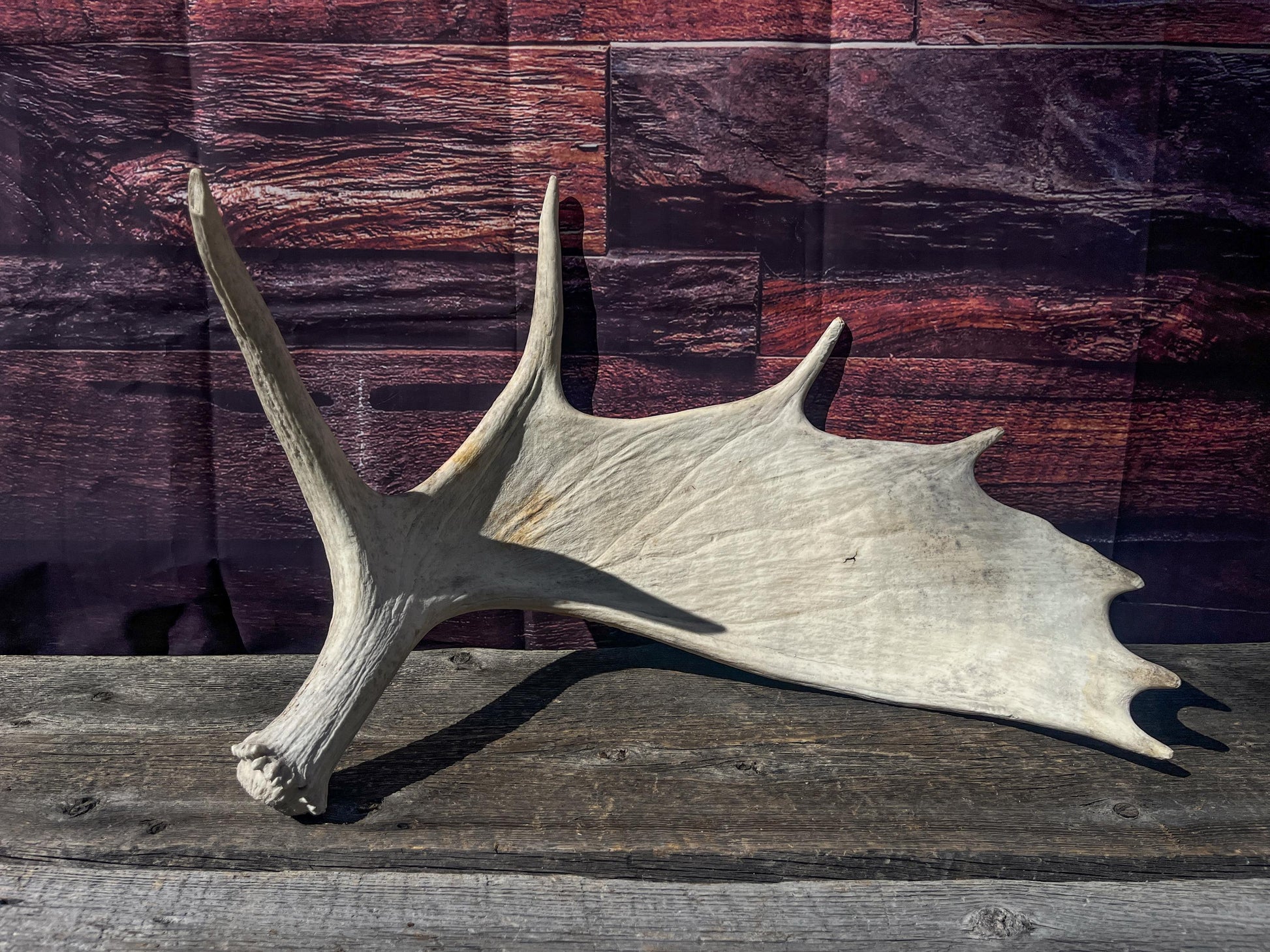 Large Bull Moose Antler. Antler for Crafting, Decor, Interior Design, and more!
