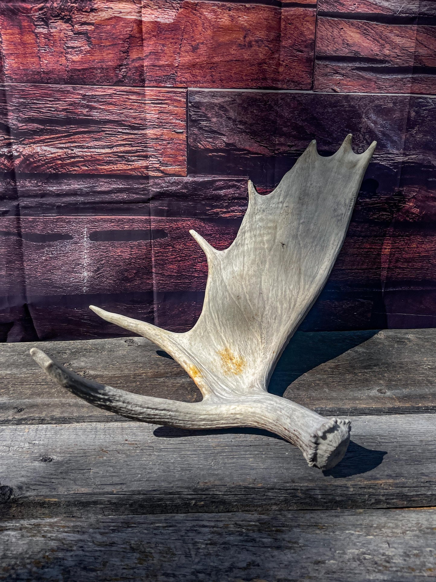 Large Bull Moose Antler. Antler for Crafting, Decor, Interior Design, and more!