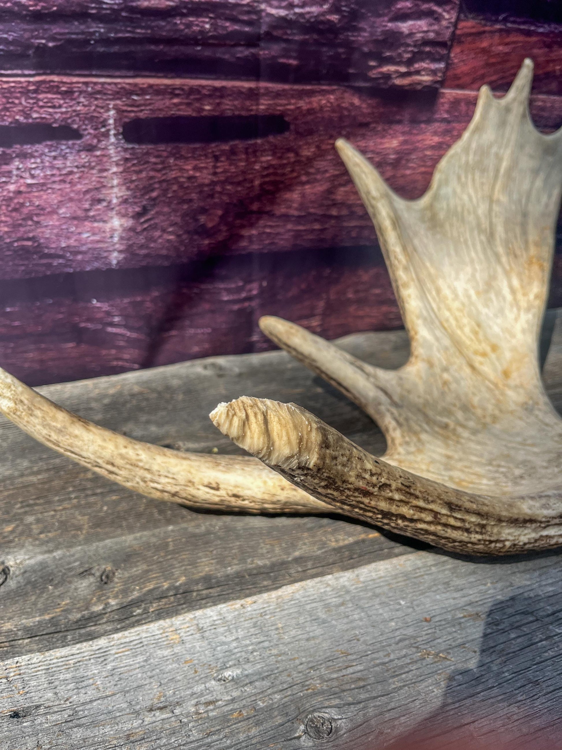 Large Bull Moose Antler. Antler for Crafting, Decor, Interior Design, and more!