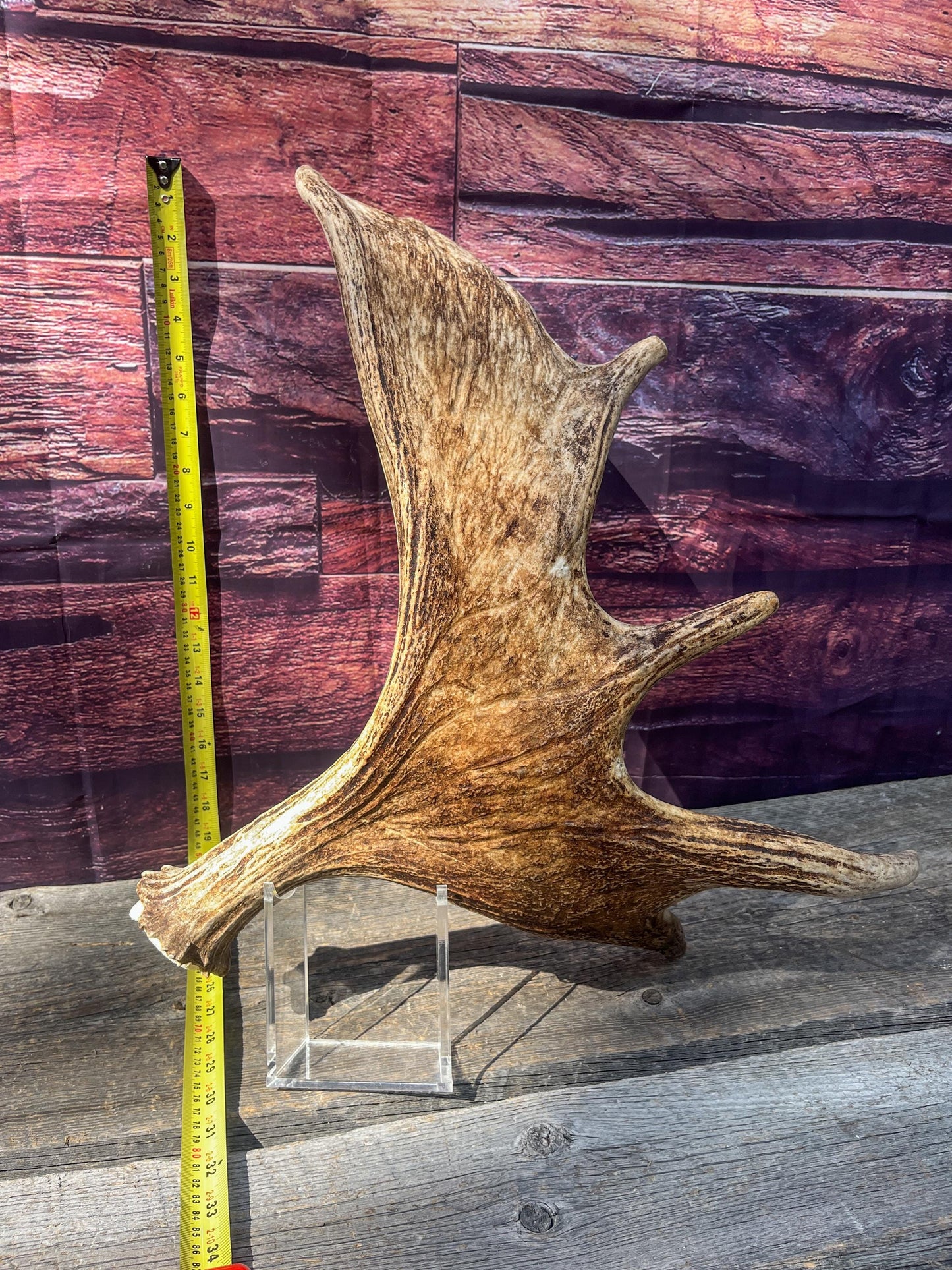 Large Bull Moose Antler. Antler for Crafting, Decor, Interior Design, and more!