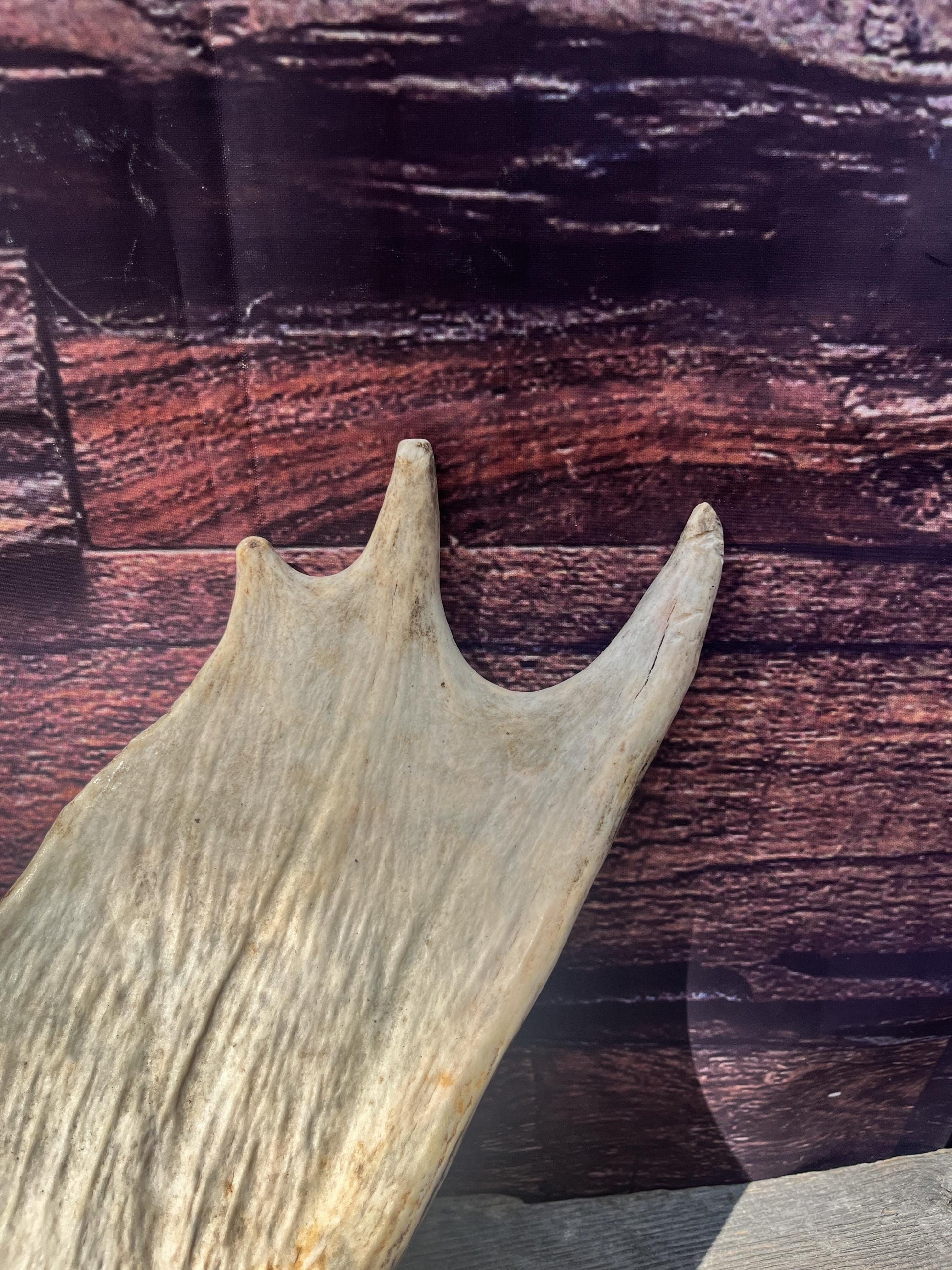 Large Bull Moose Antler. Antler for Crafting, Decor, Interior Design, and more!
