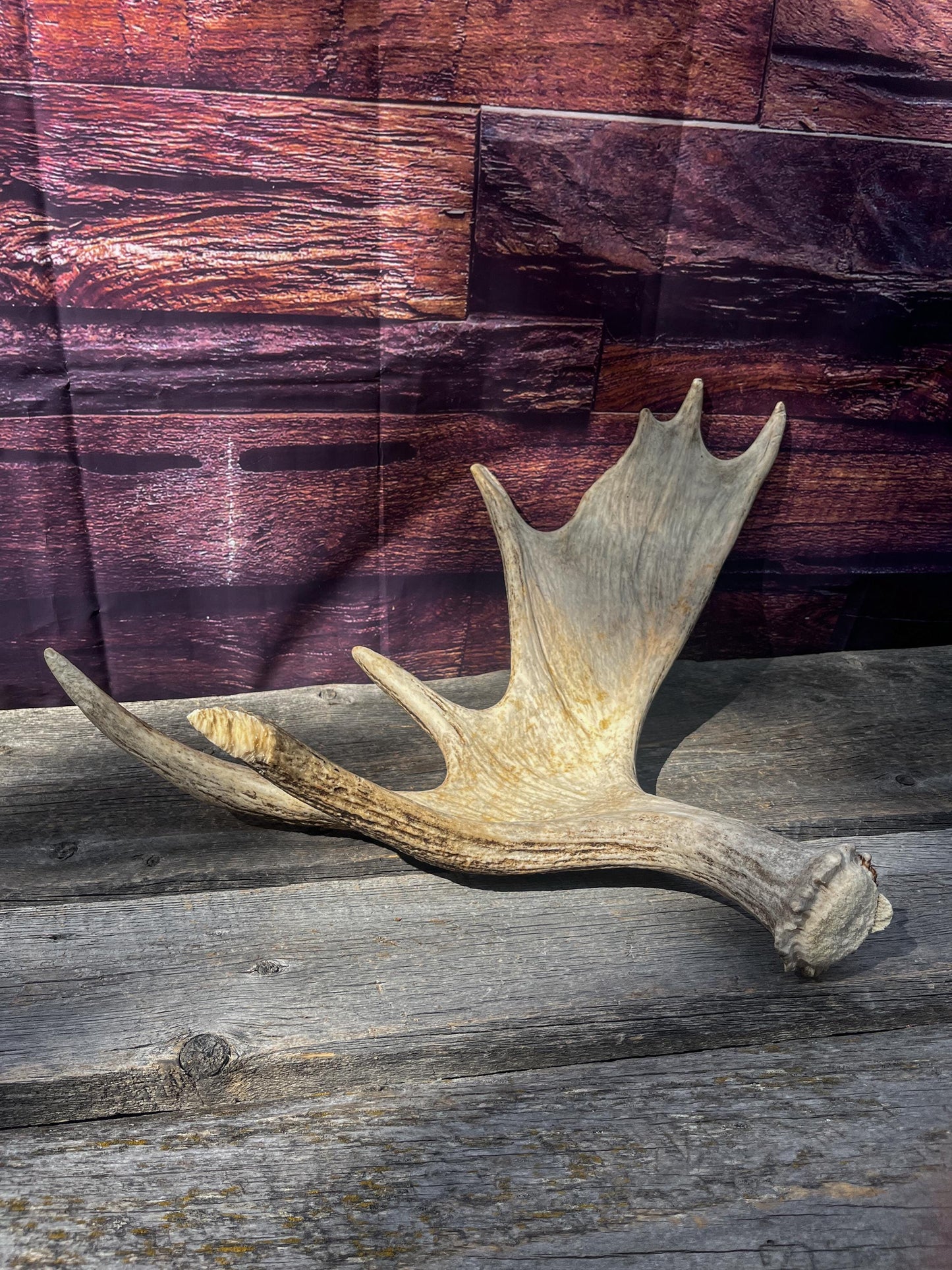 Large Bull Moose Antler. Antler for Crafting, Decor, Interior Design, and more!