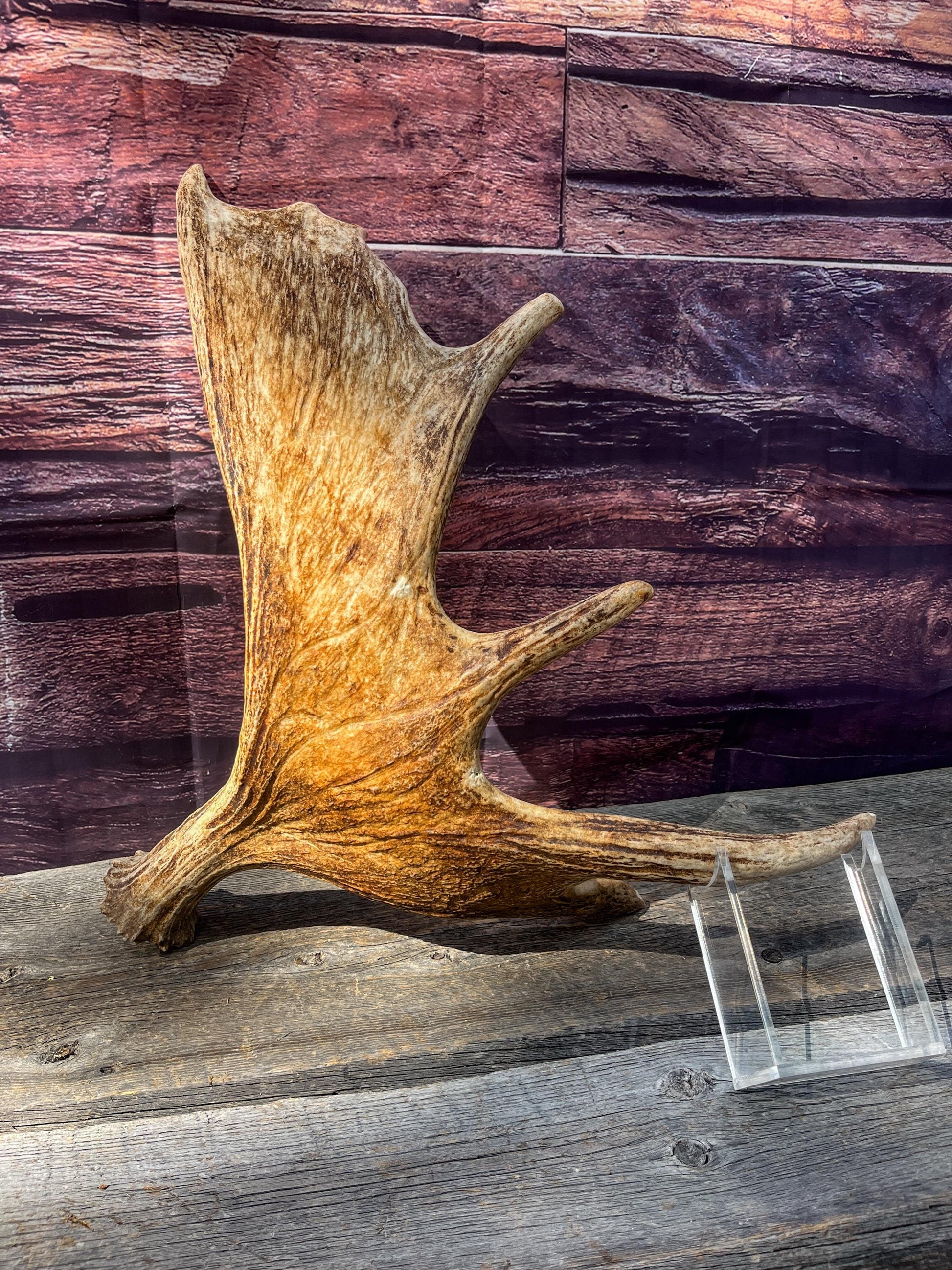 Large Bull Moose Antler. Antler for Crafting, Decor, Interior Design, and more!
