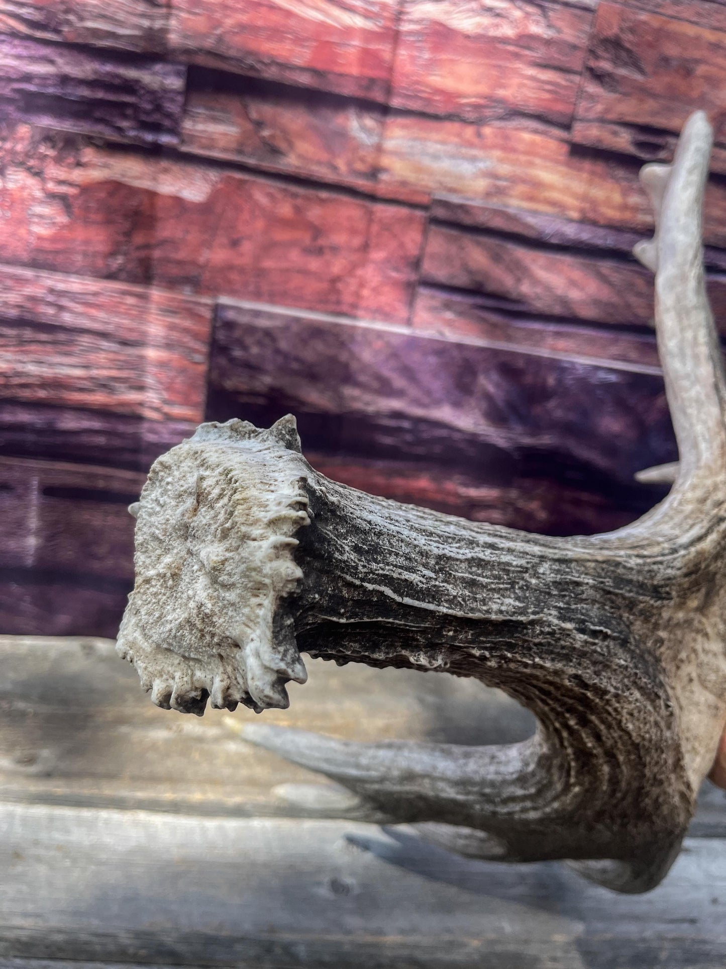 Large Bull Moose Antler. Extra Large - “Super Sized” Antler for Crafting, Decor, Interior Design, and more!